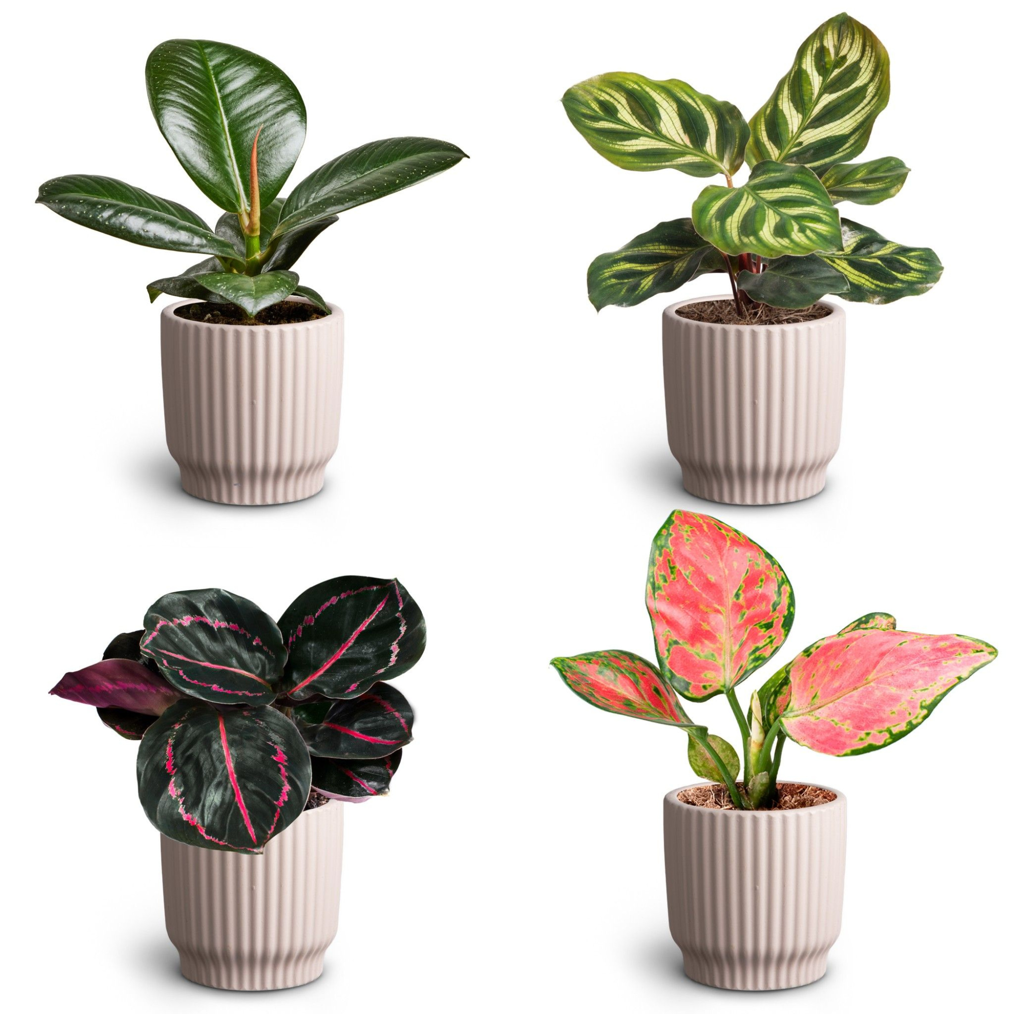 Nordic Lillac, Leaf Collection, D 7