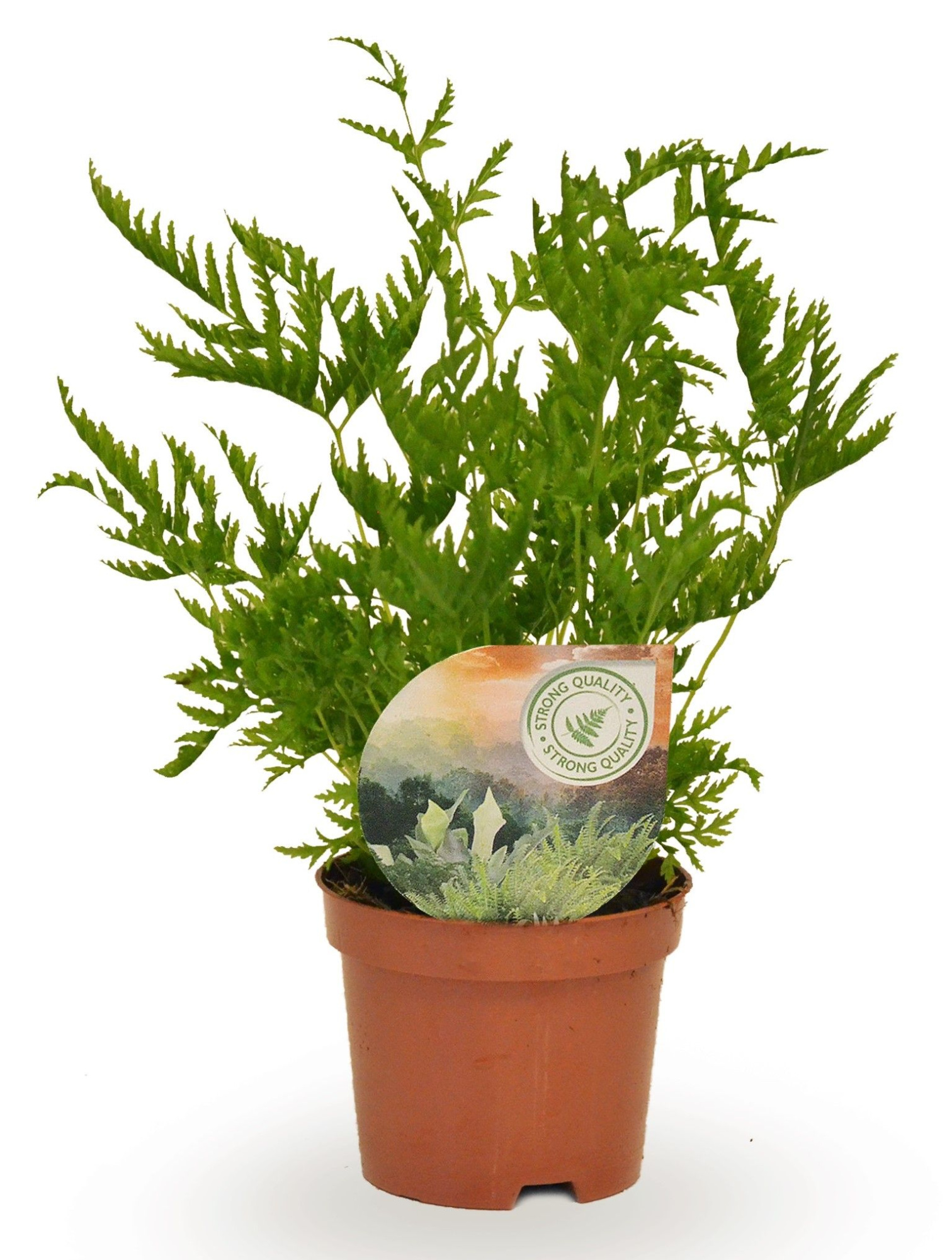 Pteris straminea, D 9