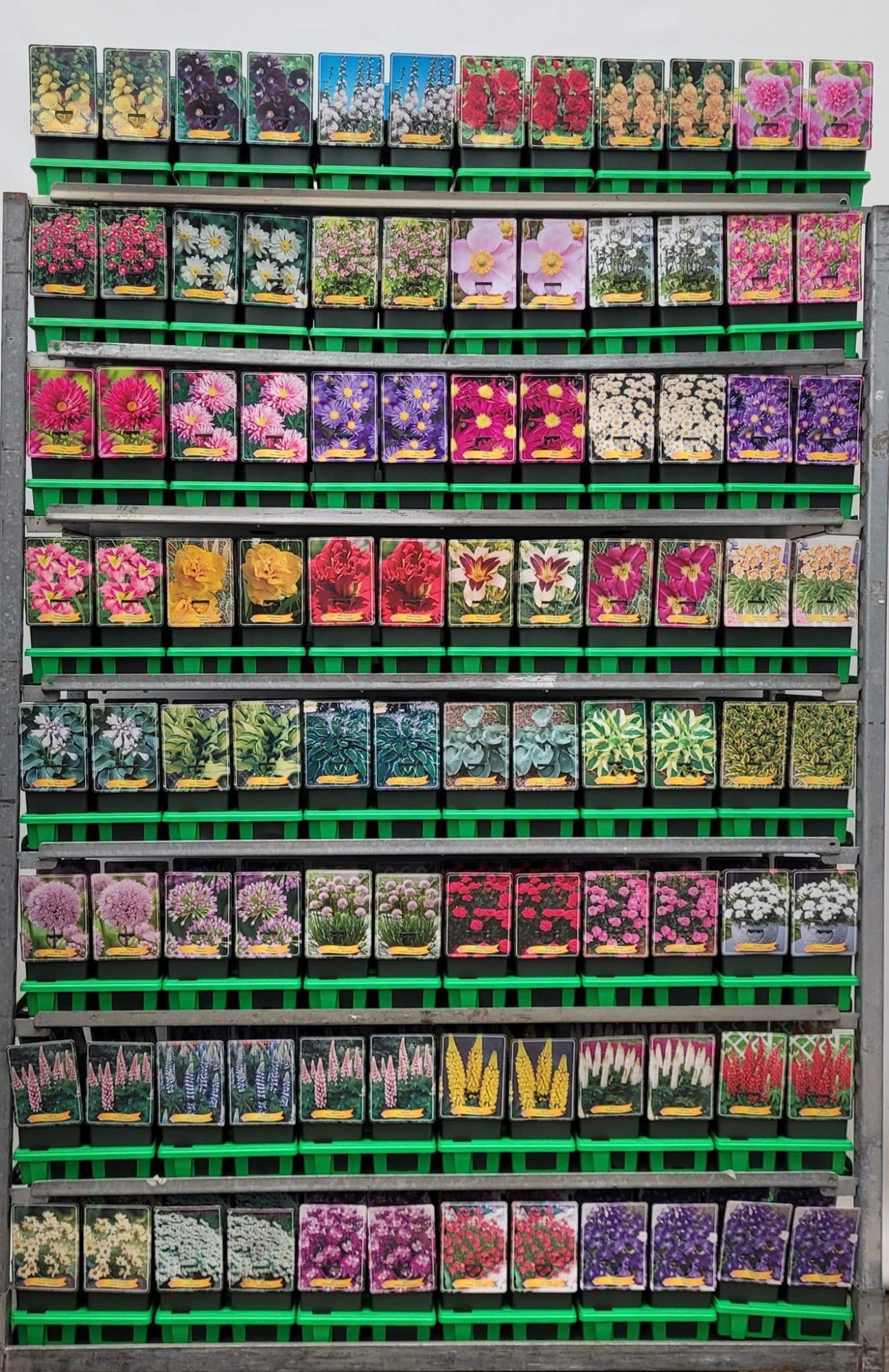 Vaste planten Mix CC 2 P11, D 11 cm