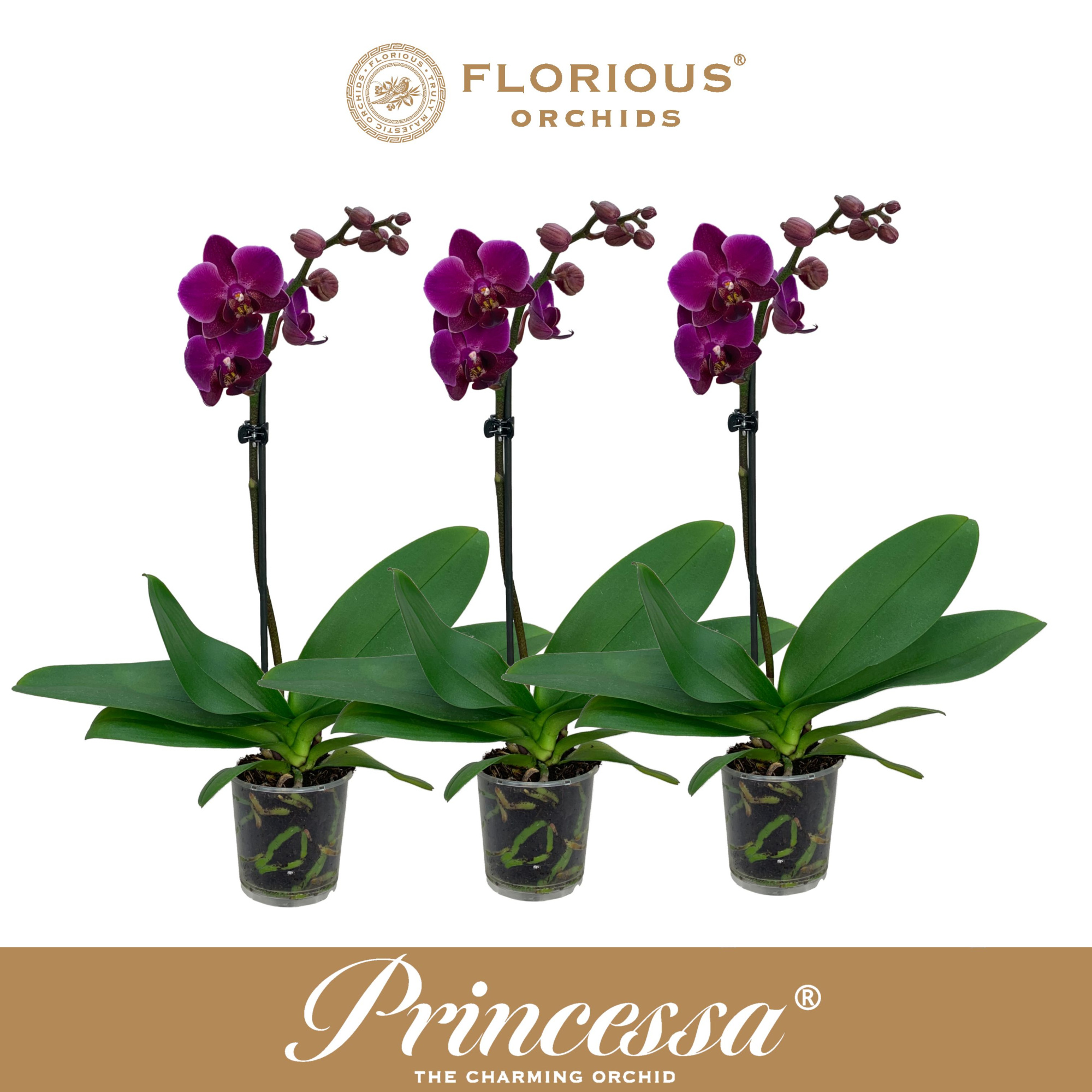 No9 Phalanopsis 1 Tak Paars, D 9 cm