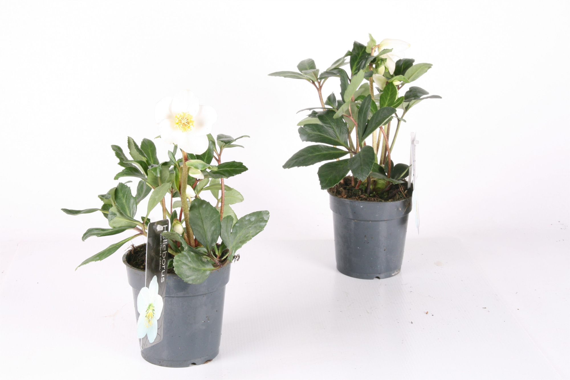 347 : P12"REGULAR" Helleborus niger Christmas Carol P12 grijs, D 12 cm