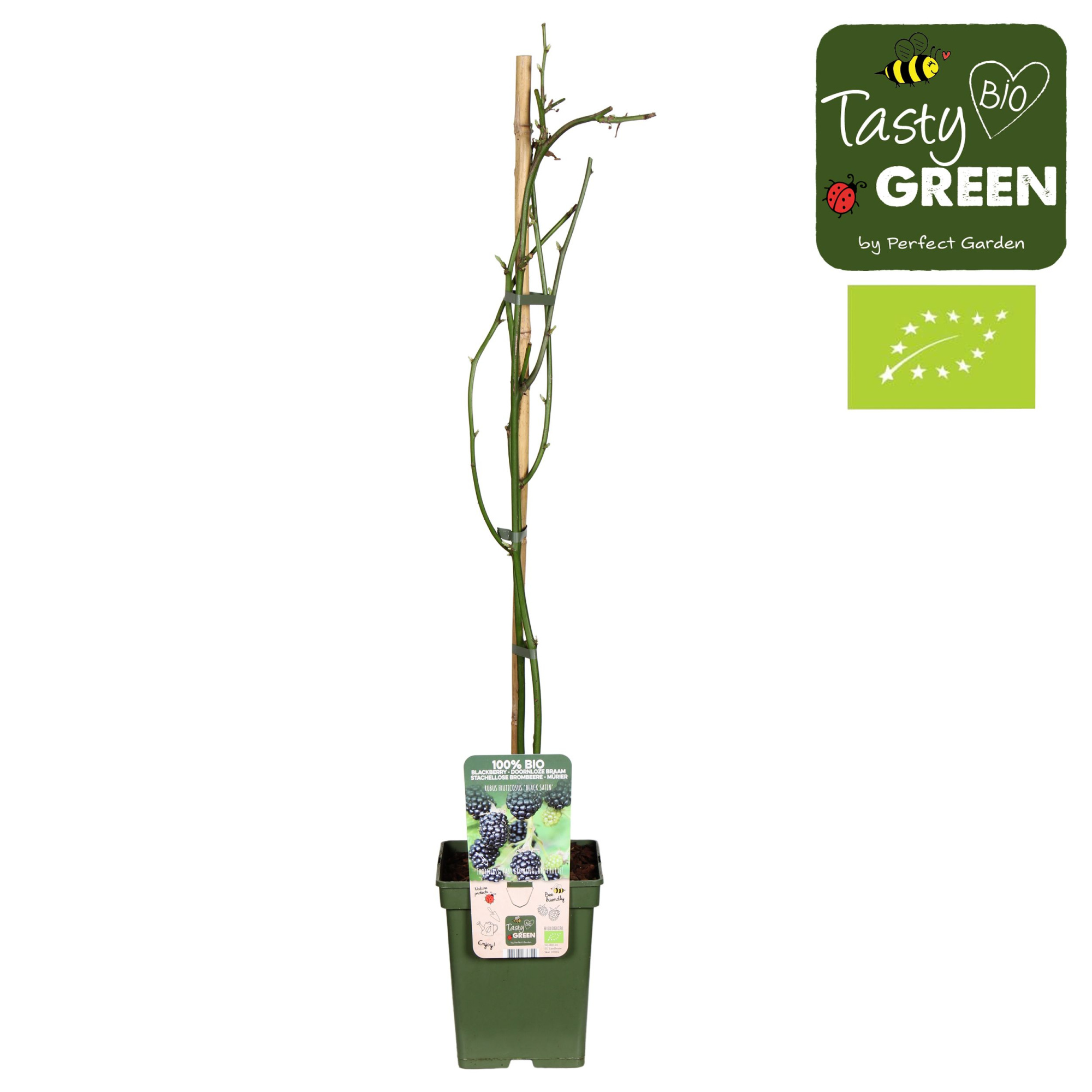 Rubus fruticosus 'Black Satin' Bio P23, D 23