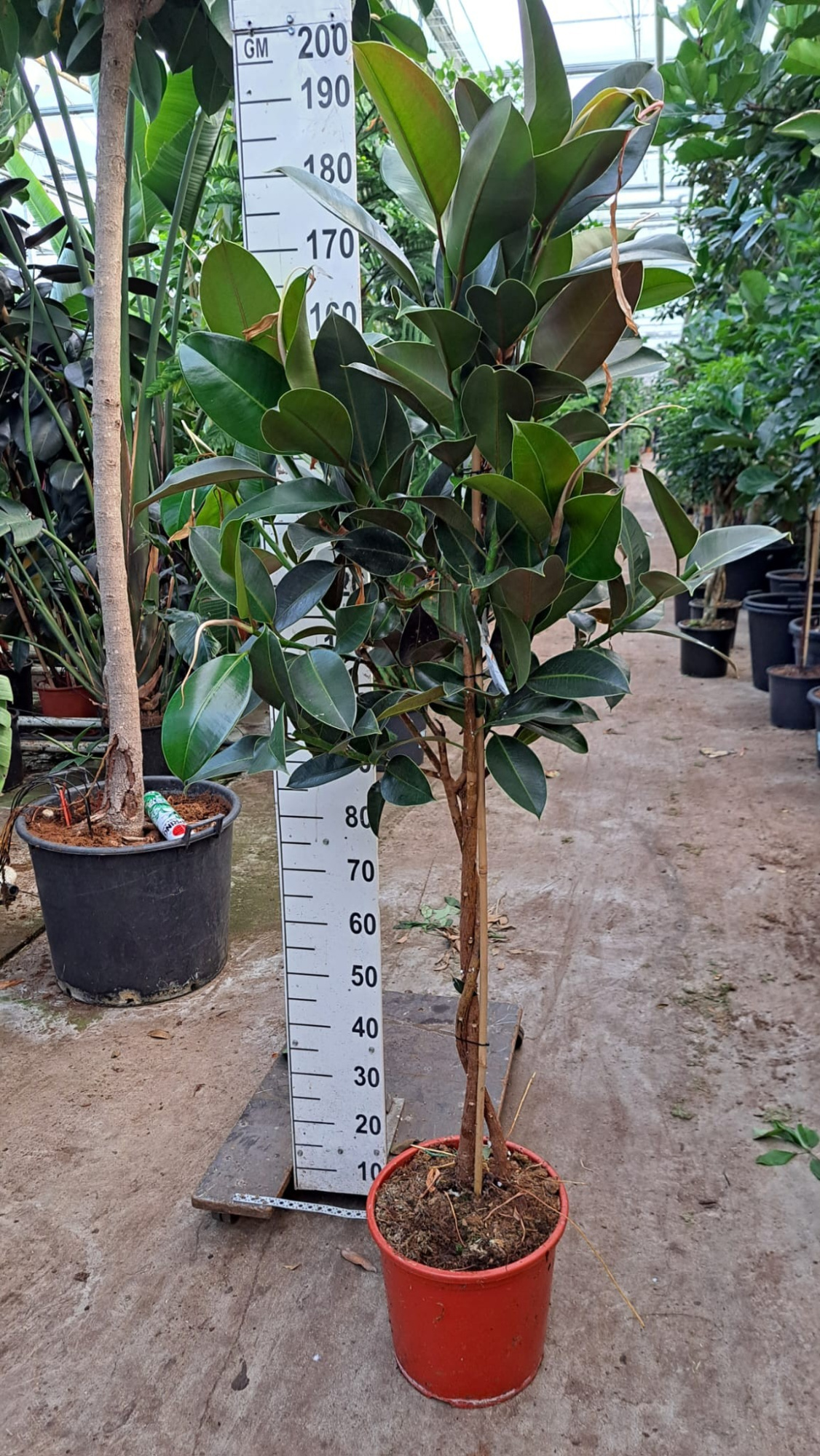 Ficus Elastica Melany gedraaide stam, D 35