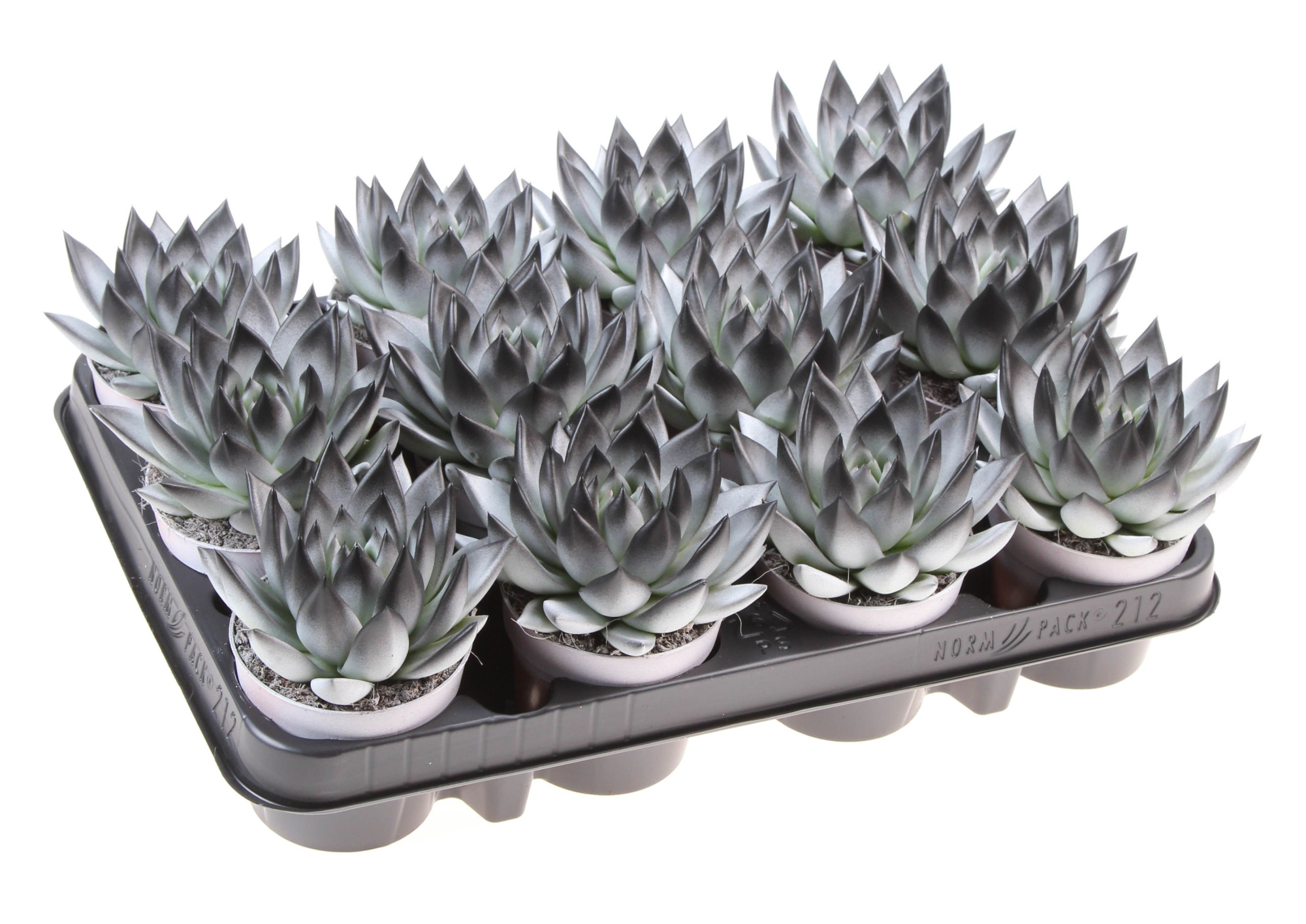 Halloween bicolor white + black point, D 8,5