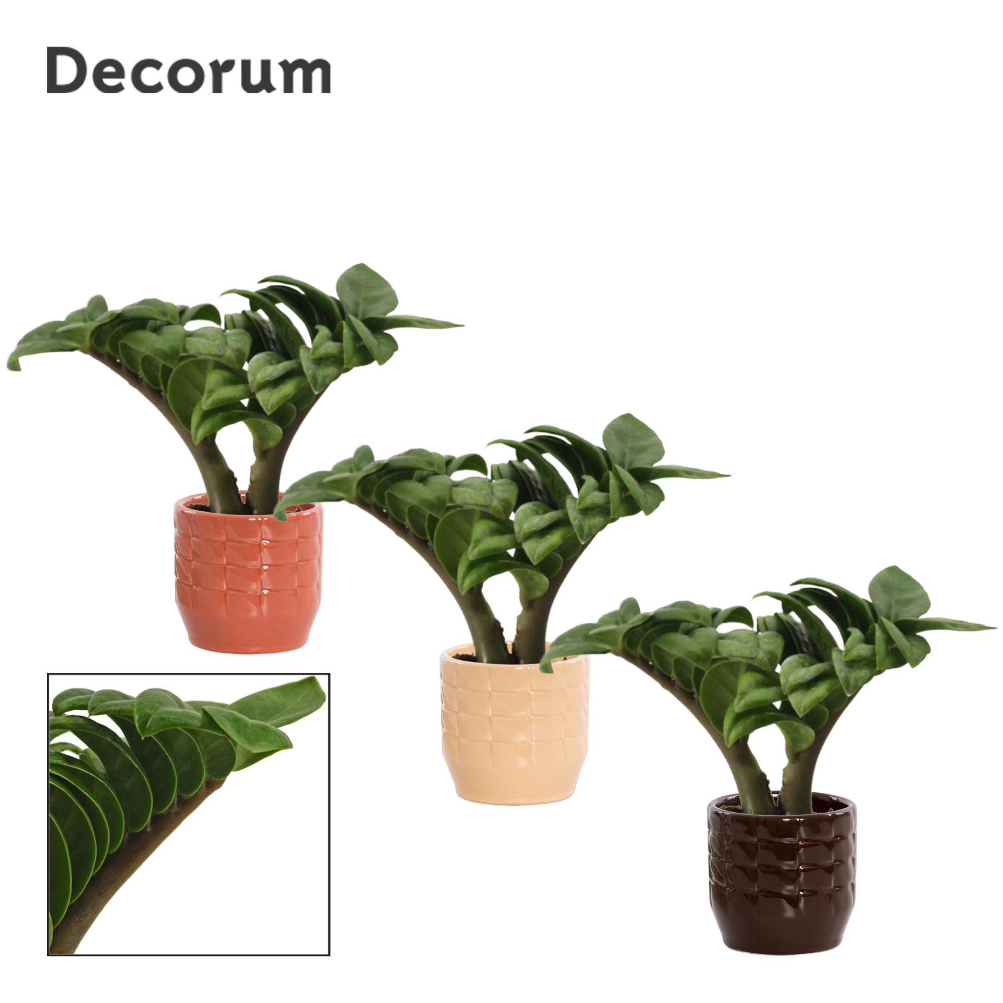 Zamioculcas Zenzi V-leaf 6 cm, 2 veren in Sanne (Nature Love-col, D 6 cm
