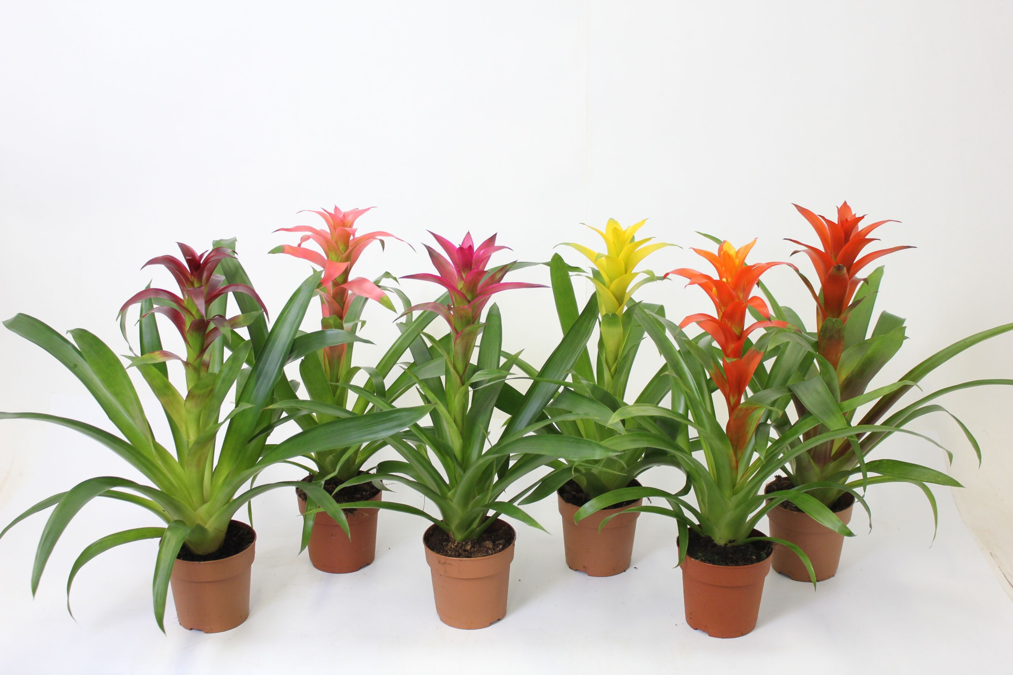 Guzmania Mix 9, D 9 cm