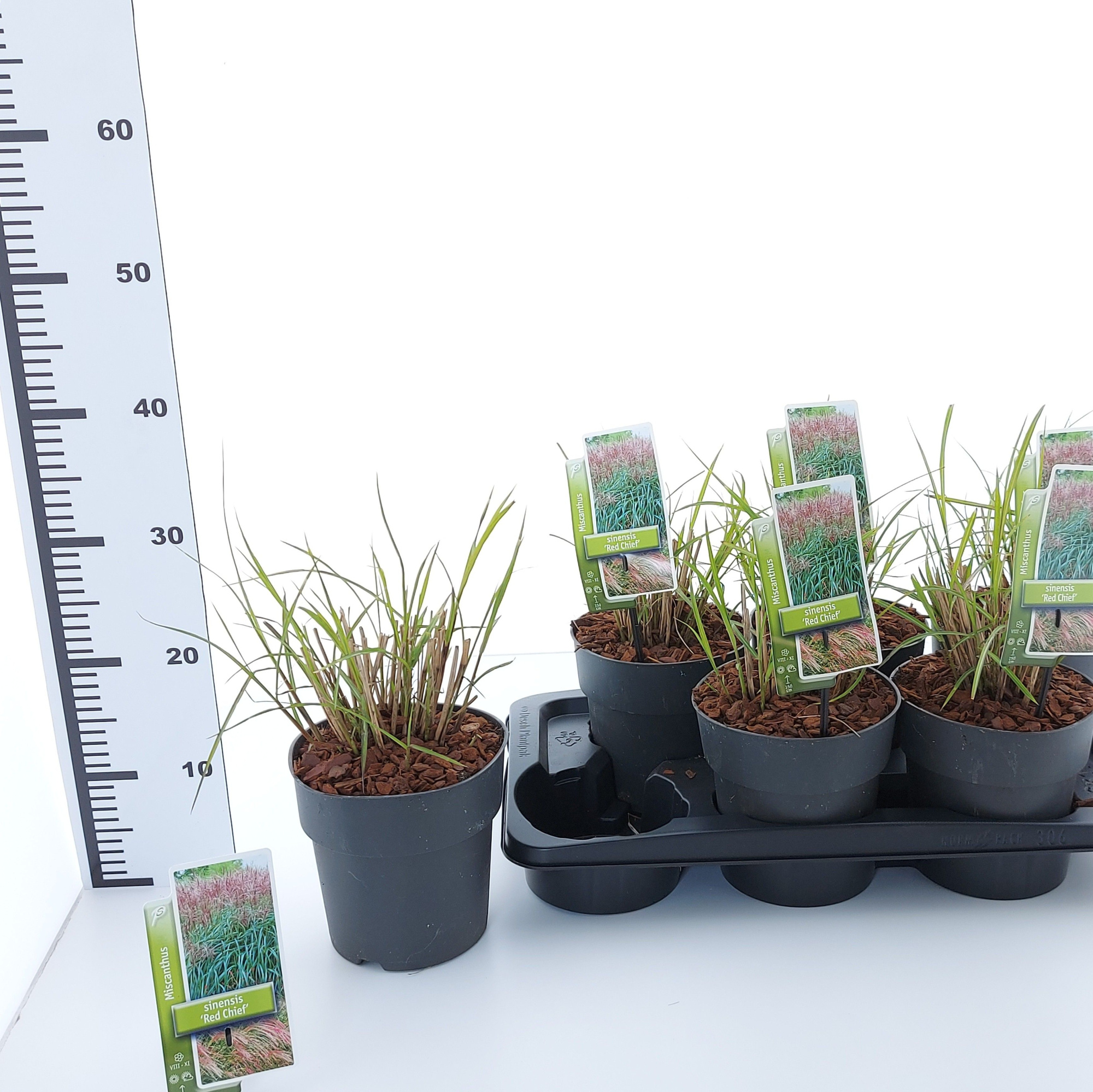 Miscanthus sin. 'Red Chief', D 17