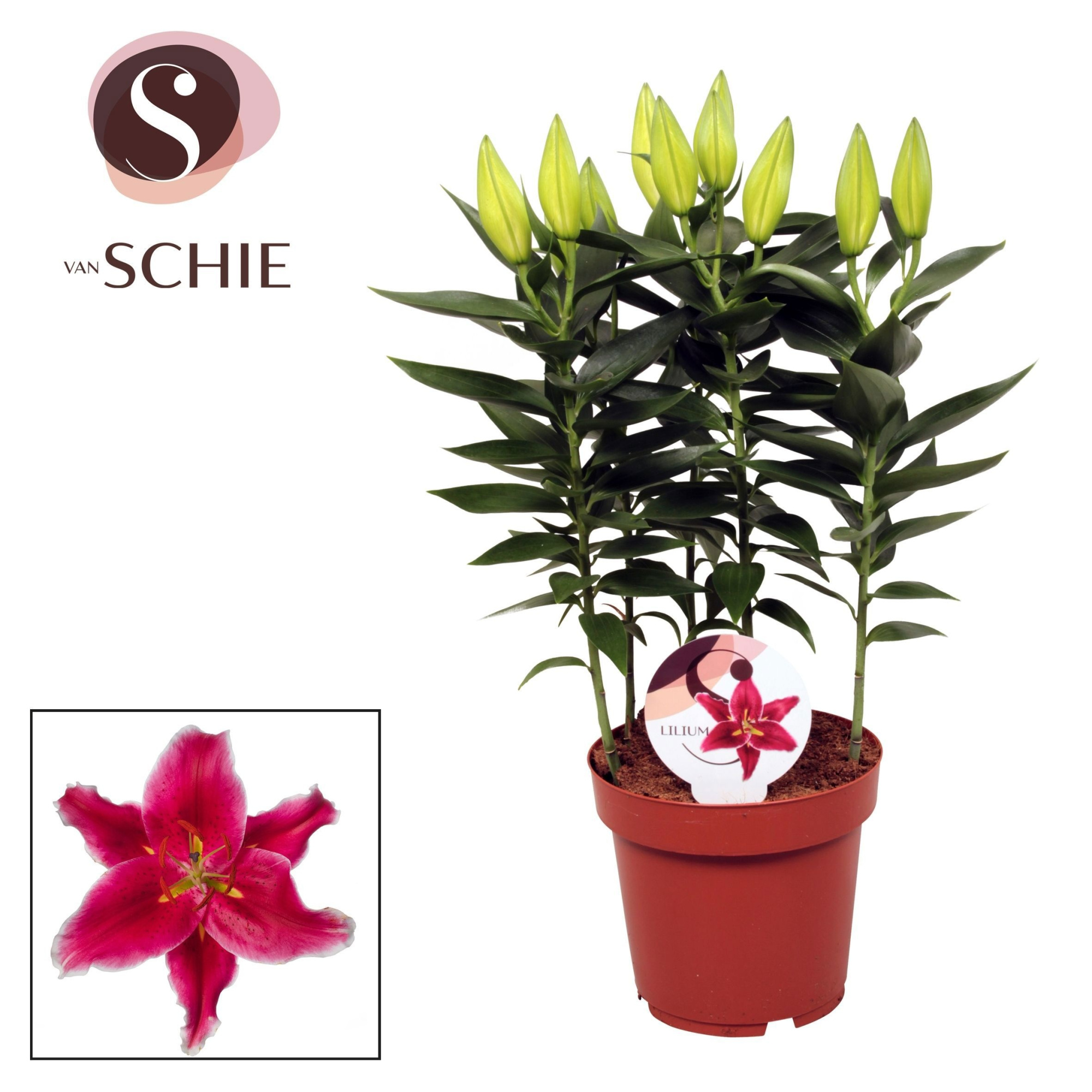 Lilium Or Starlight Express 19cm, D 19