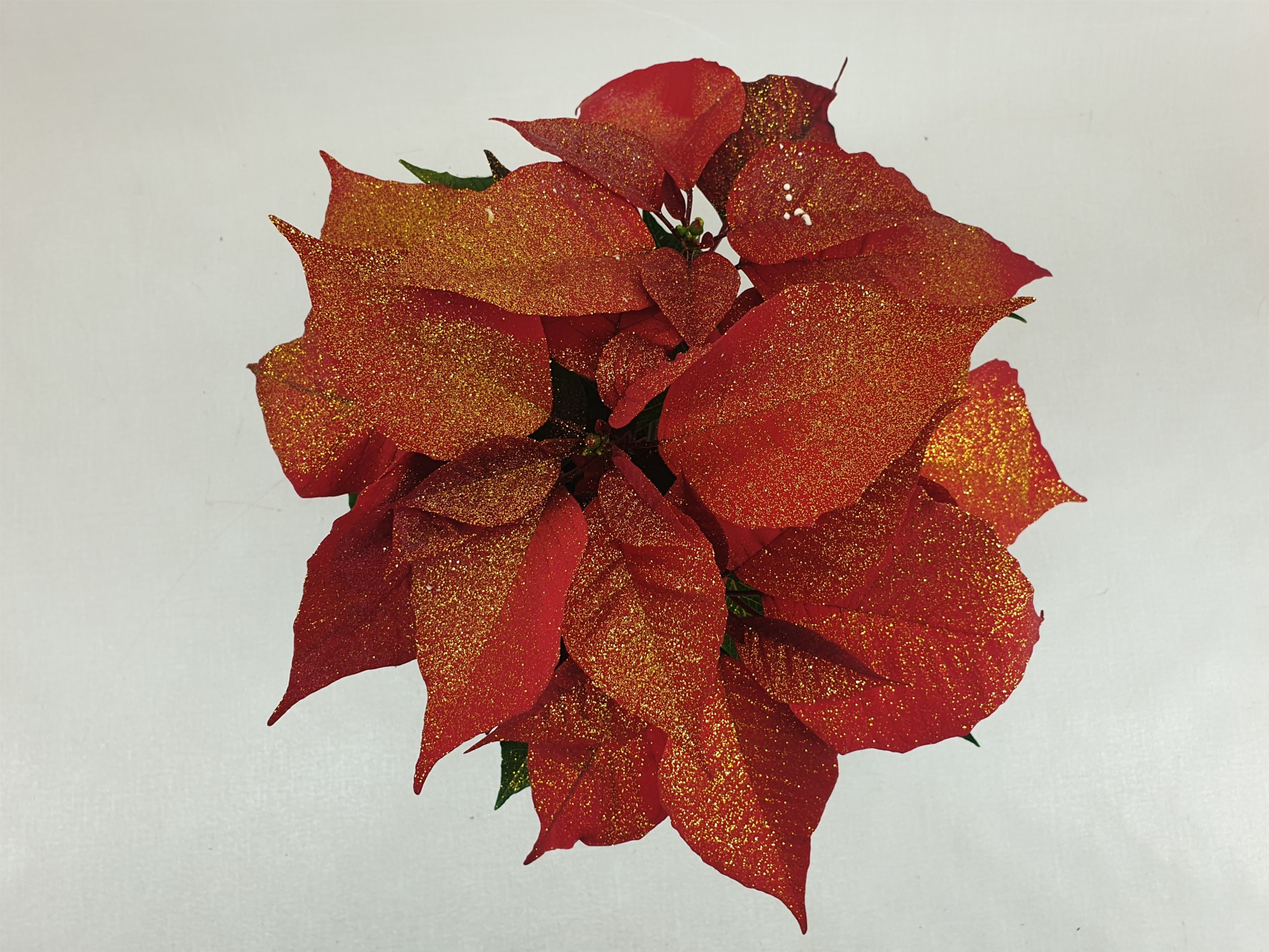 Poin Christmas Feelings Red 10,5 cm + zilverglitter (Euphorbia), D 10,5 cm