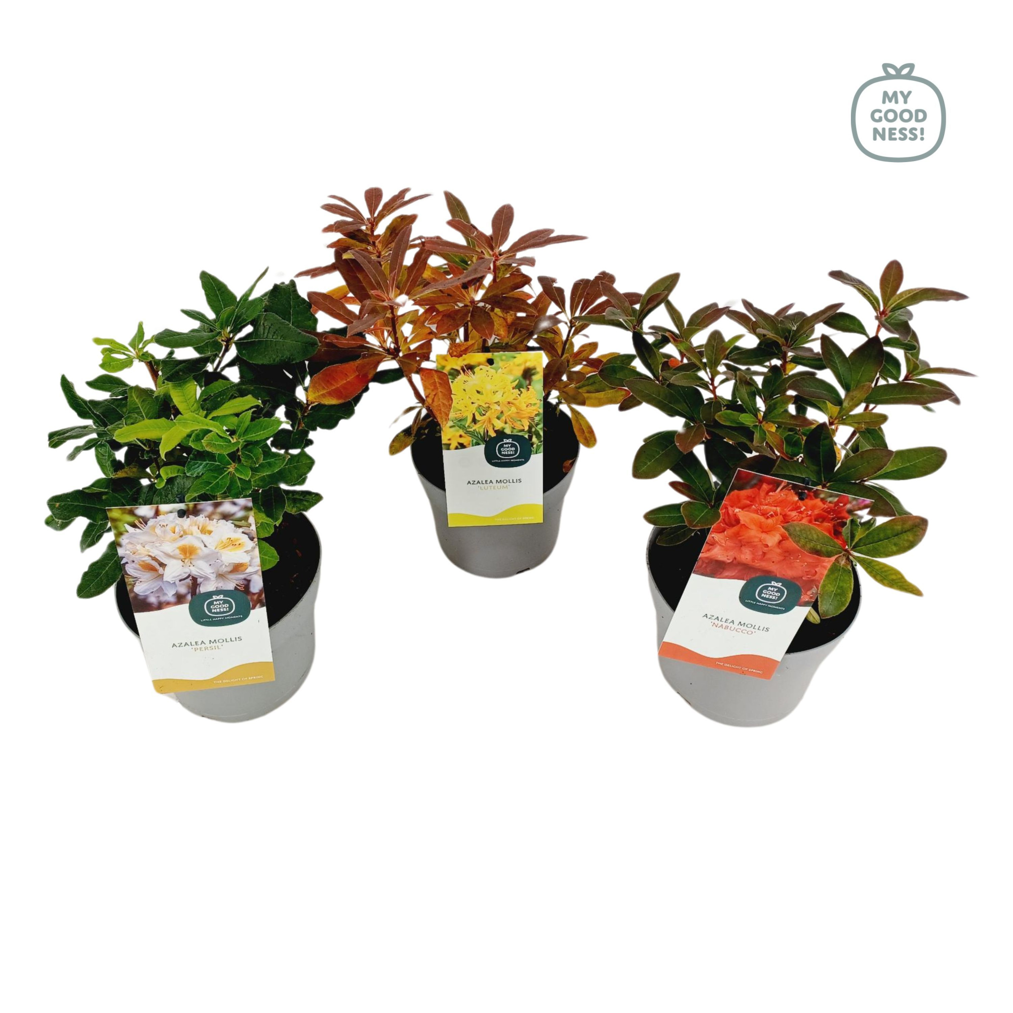 Azalea Mollis 40 /C2 'Mix', D 17 cm