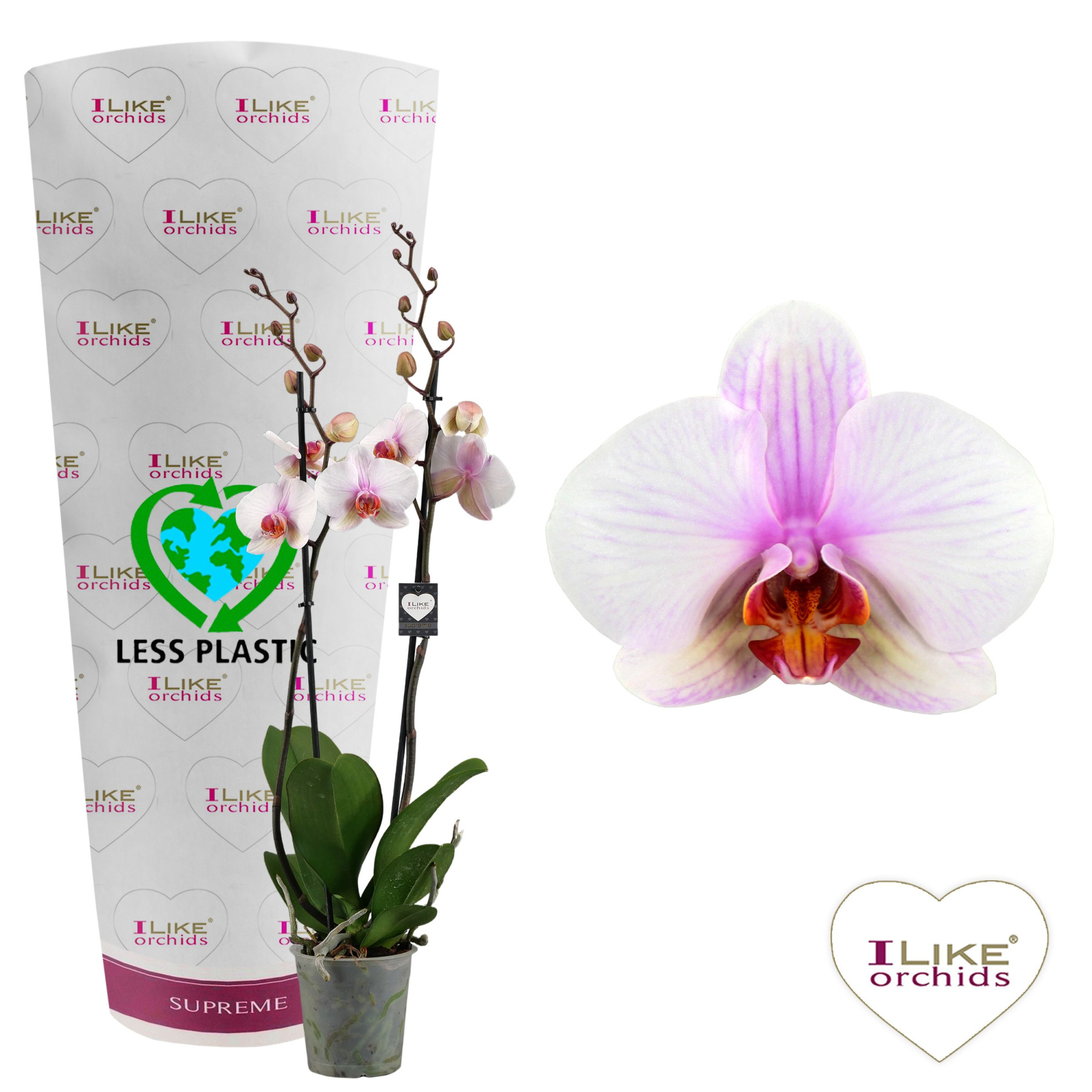 Phalaenopsis Madrid - 2 tak 60cm (Less Plastic), D 12 cm