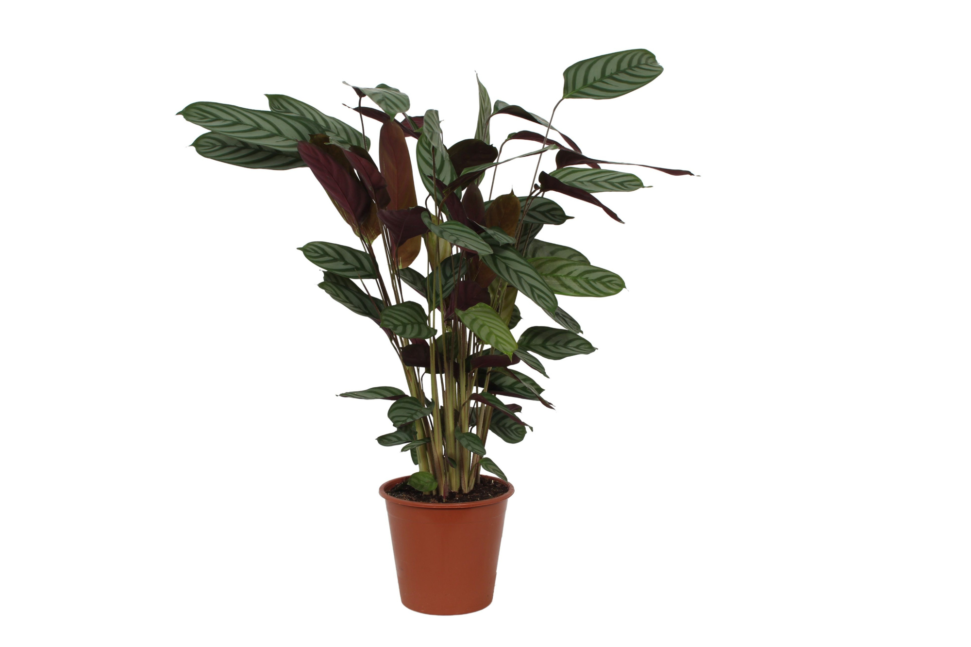 Calathea 19cm Compactstar (Ctenanhte), D 19 cm