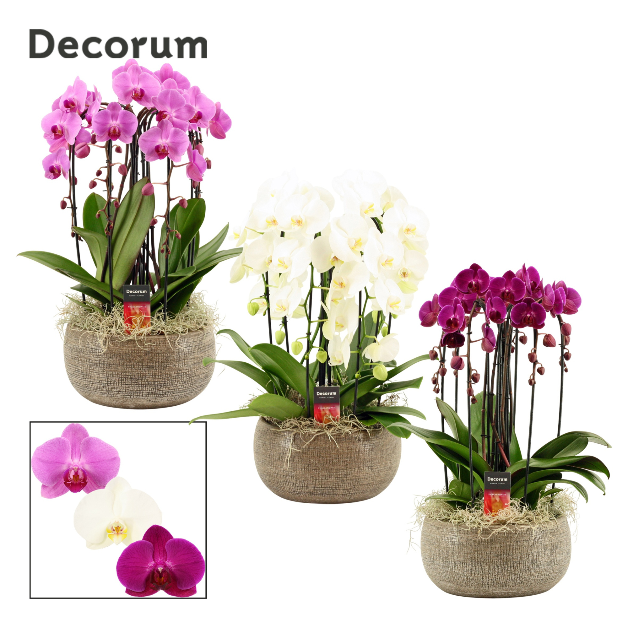 Bianca cascade 6 tak symphony mix (Deco-collection), D 27