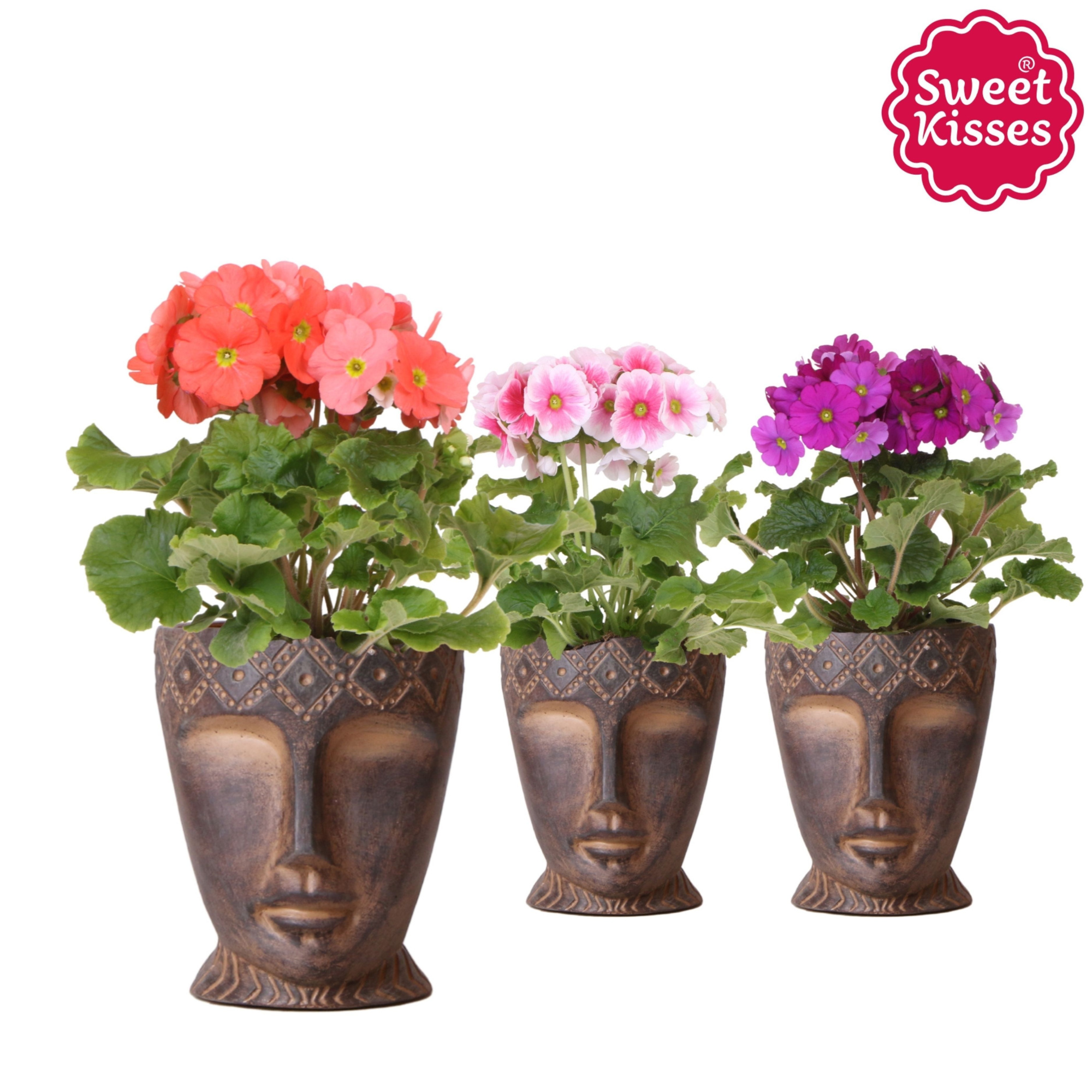 Primula Obconica Sweet Kisses mix in Totem Mask pot, D 12