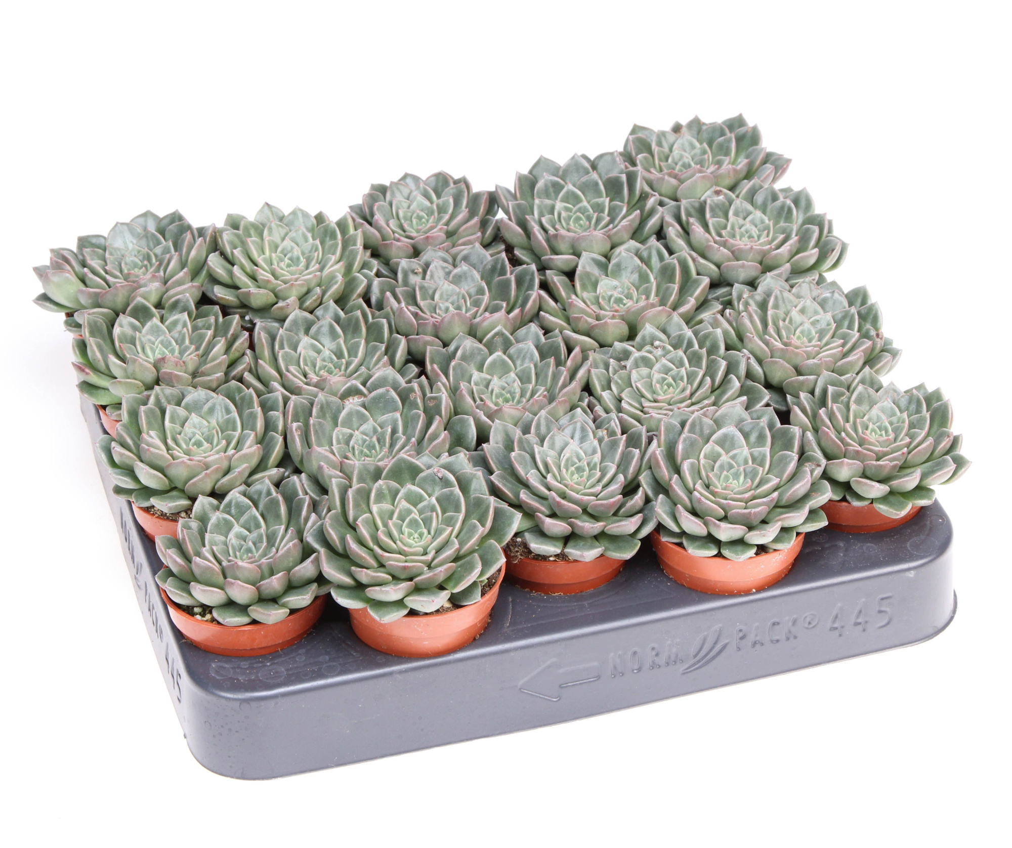 Graptopetalum Vega, D 5,5 cm