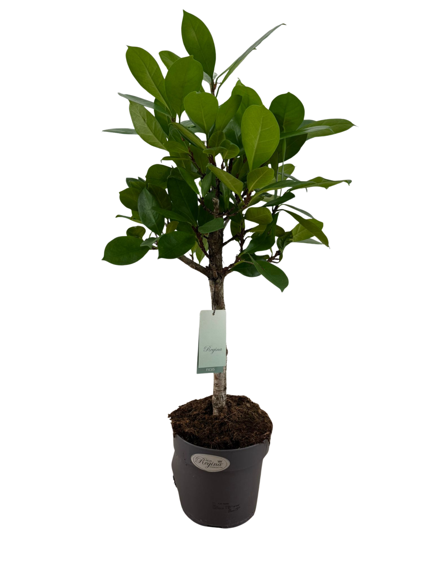 Ficus Cyathistipula rechte stam p21, D 21 cm