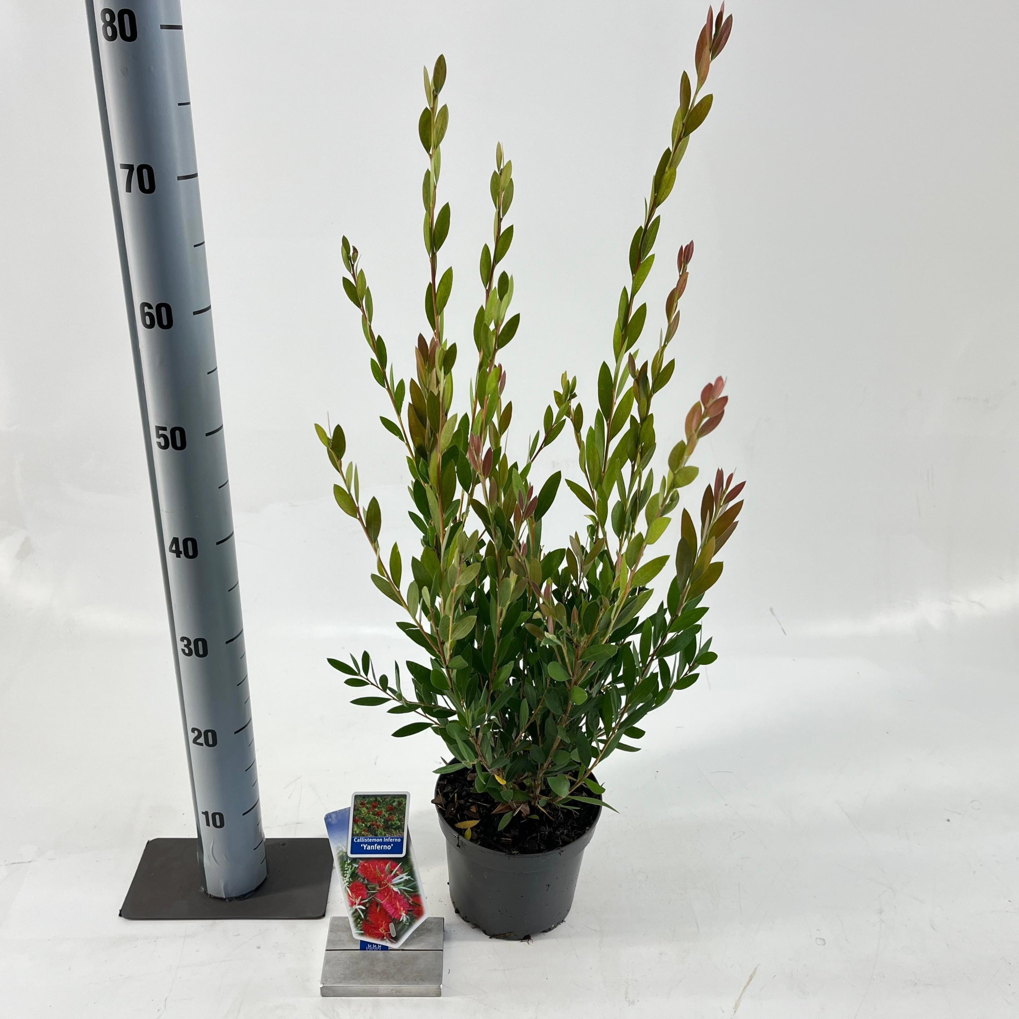 Callistemon viminalis INFERNO ('Yanferno'PBR), D 17 cm