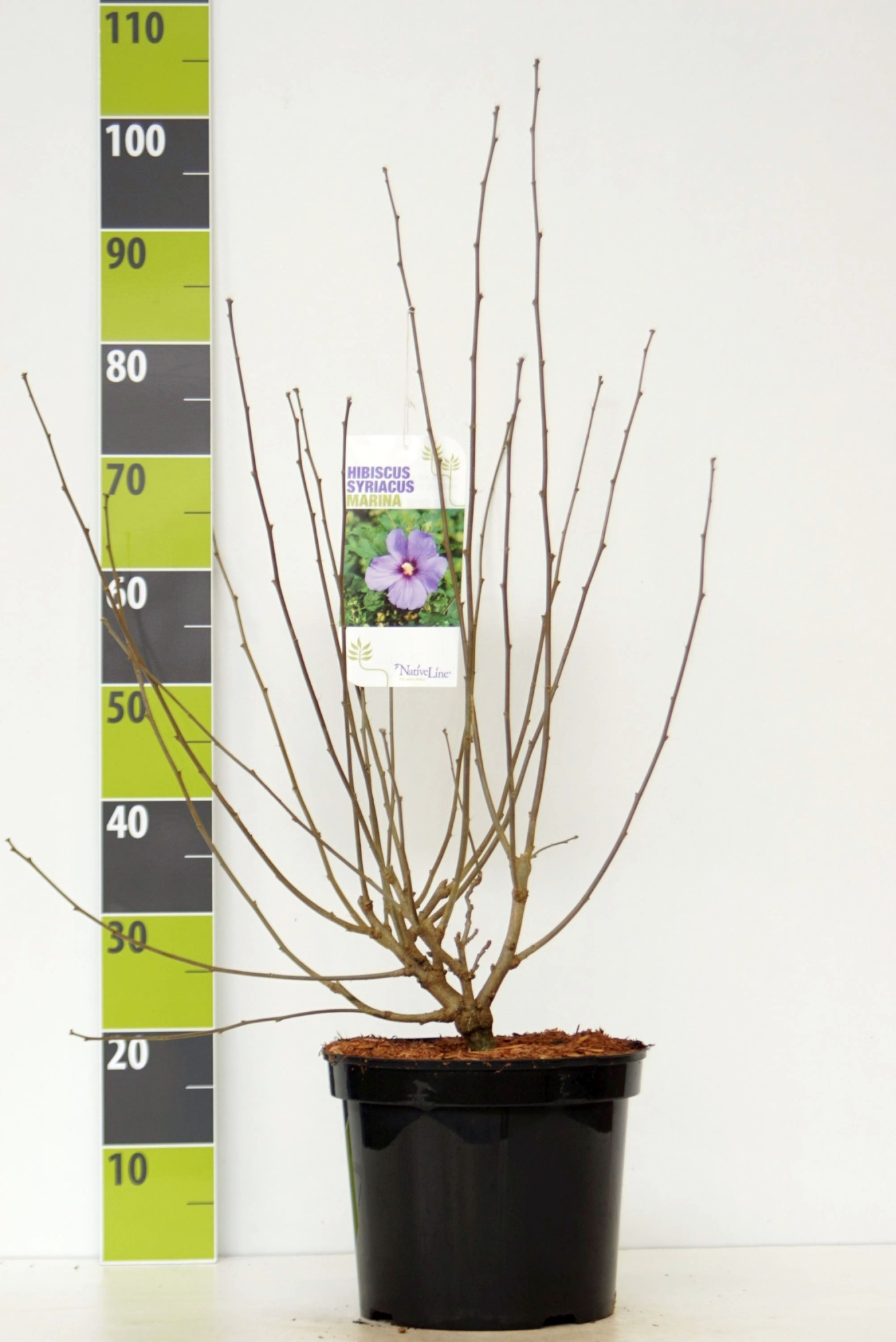 Hibiscus syr. 'Marina' C 7,5, D 27