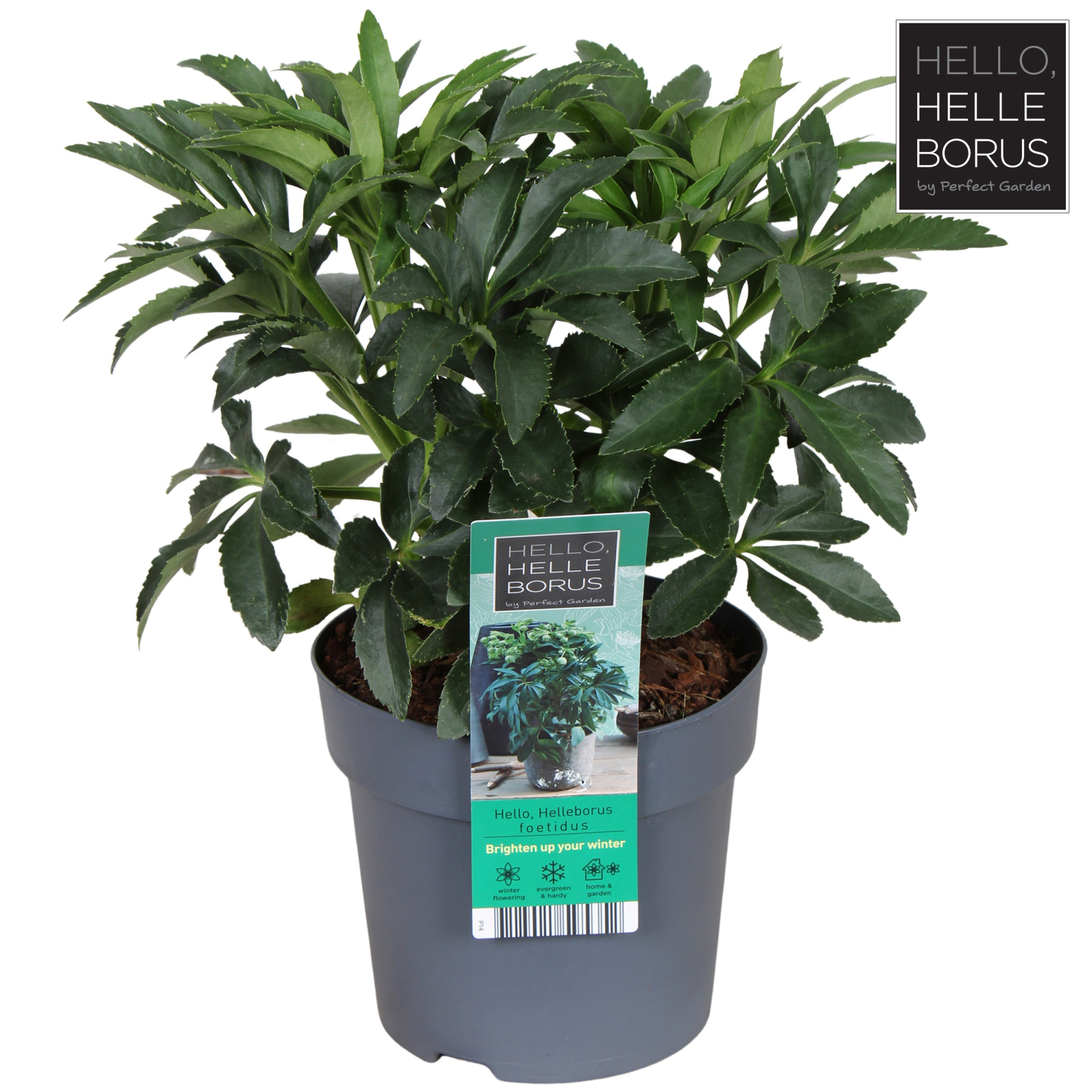 Helleborus foetidus P14, D 14 cm