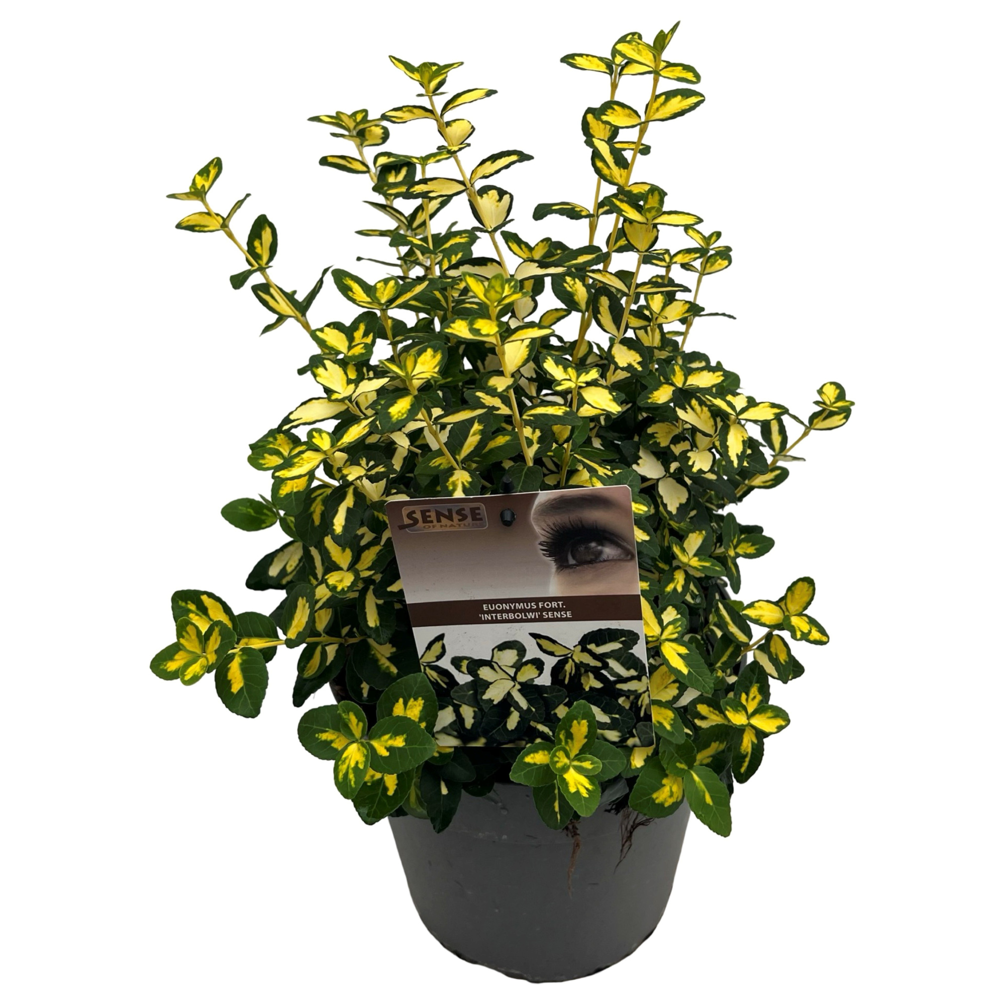 Euonymus fort. 'Interbolwi' sense, D 23