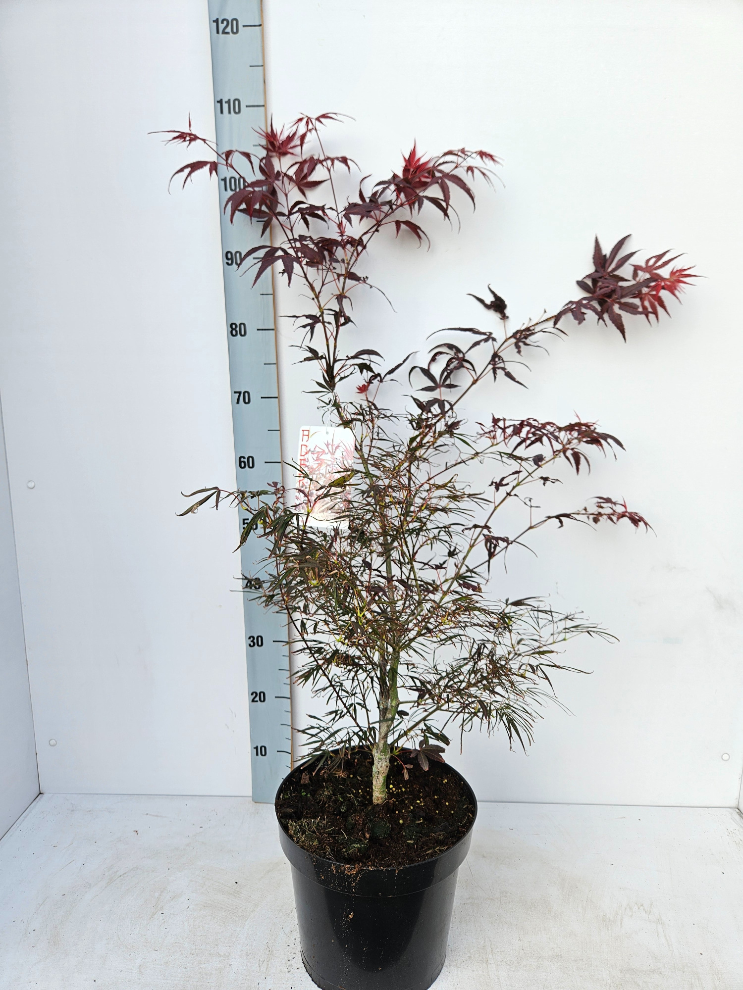 Acer palmatum 'Enkan', D 26 cm