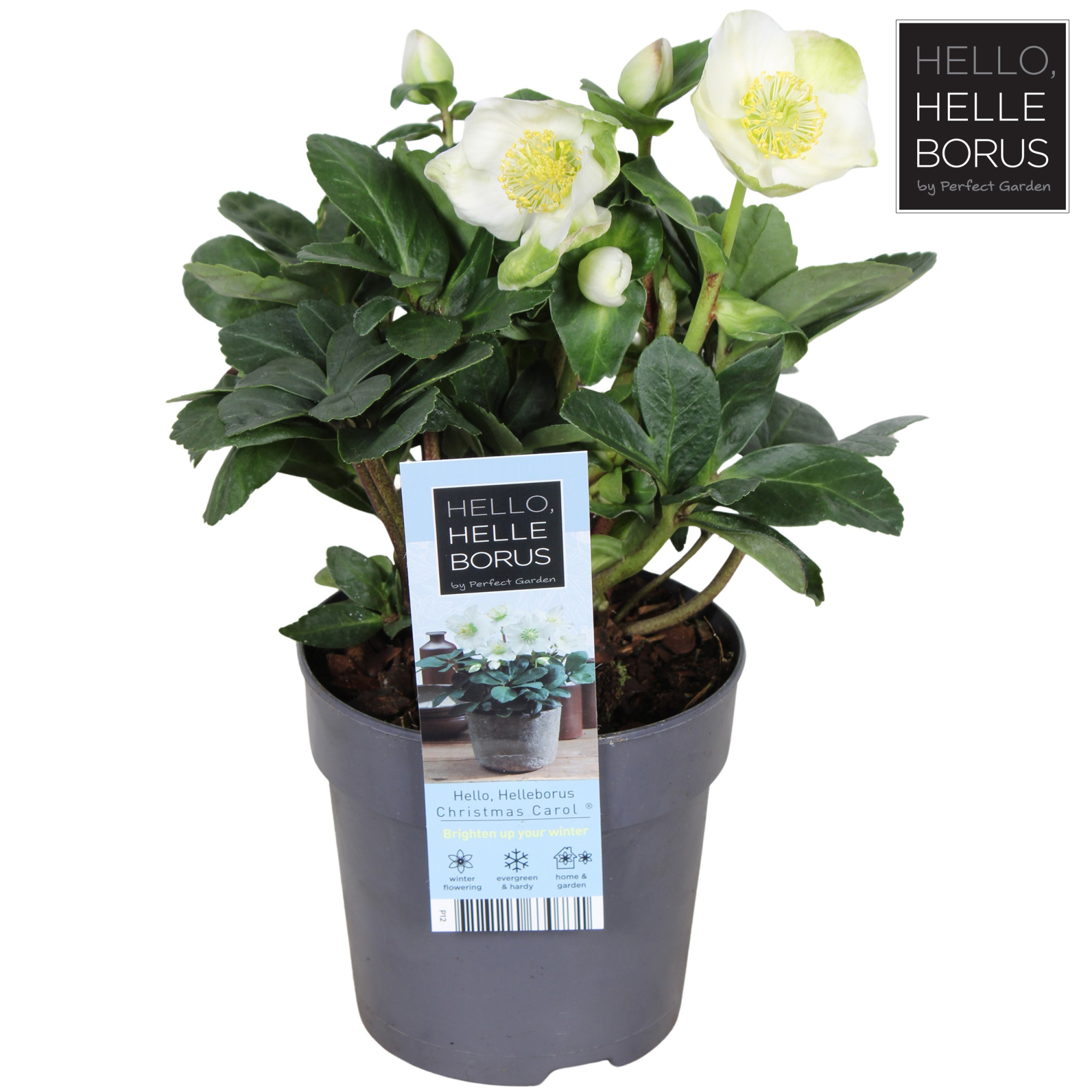 Helleborus niger 'Christmas Carol' P12 (L), D 12 cm