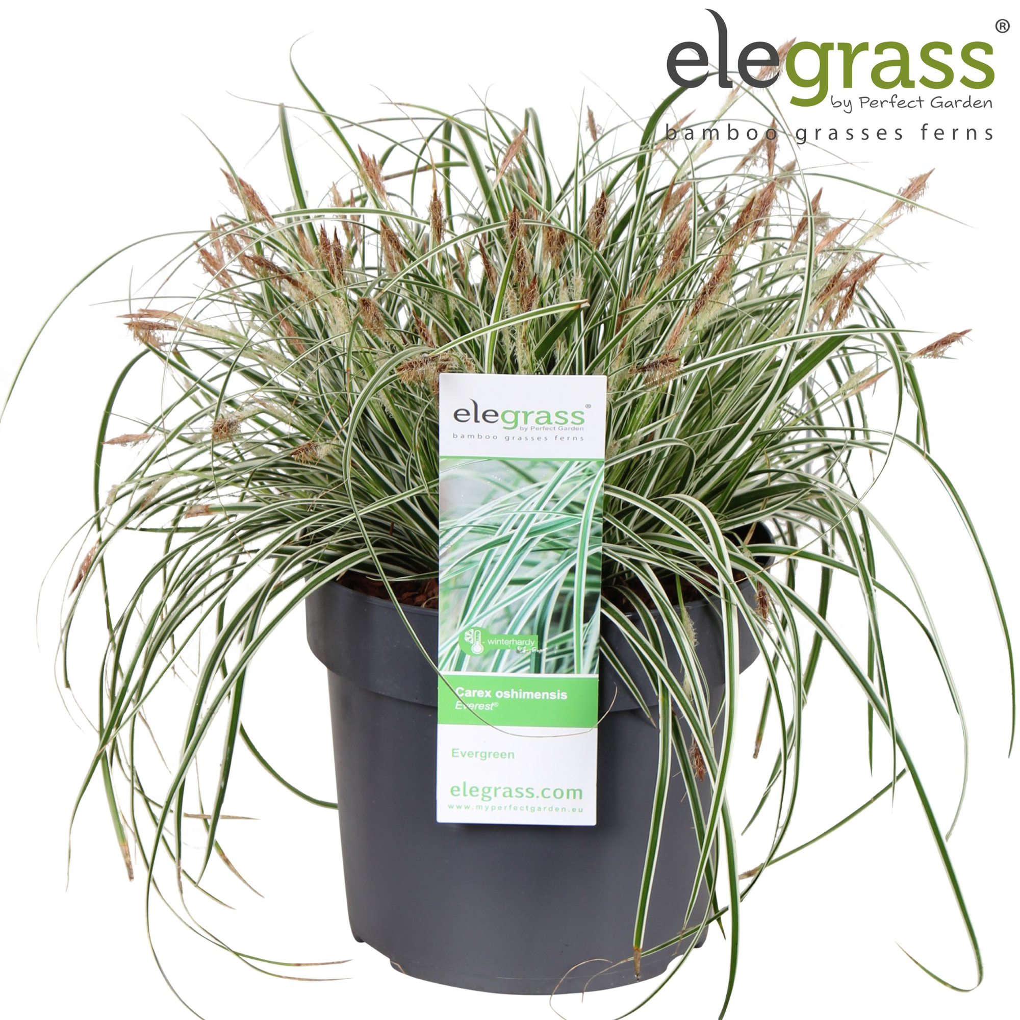 Carex oshimensis 'Everest' P19, D 19 cm