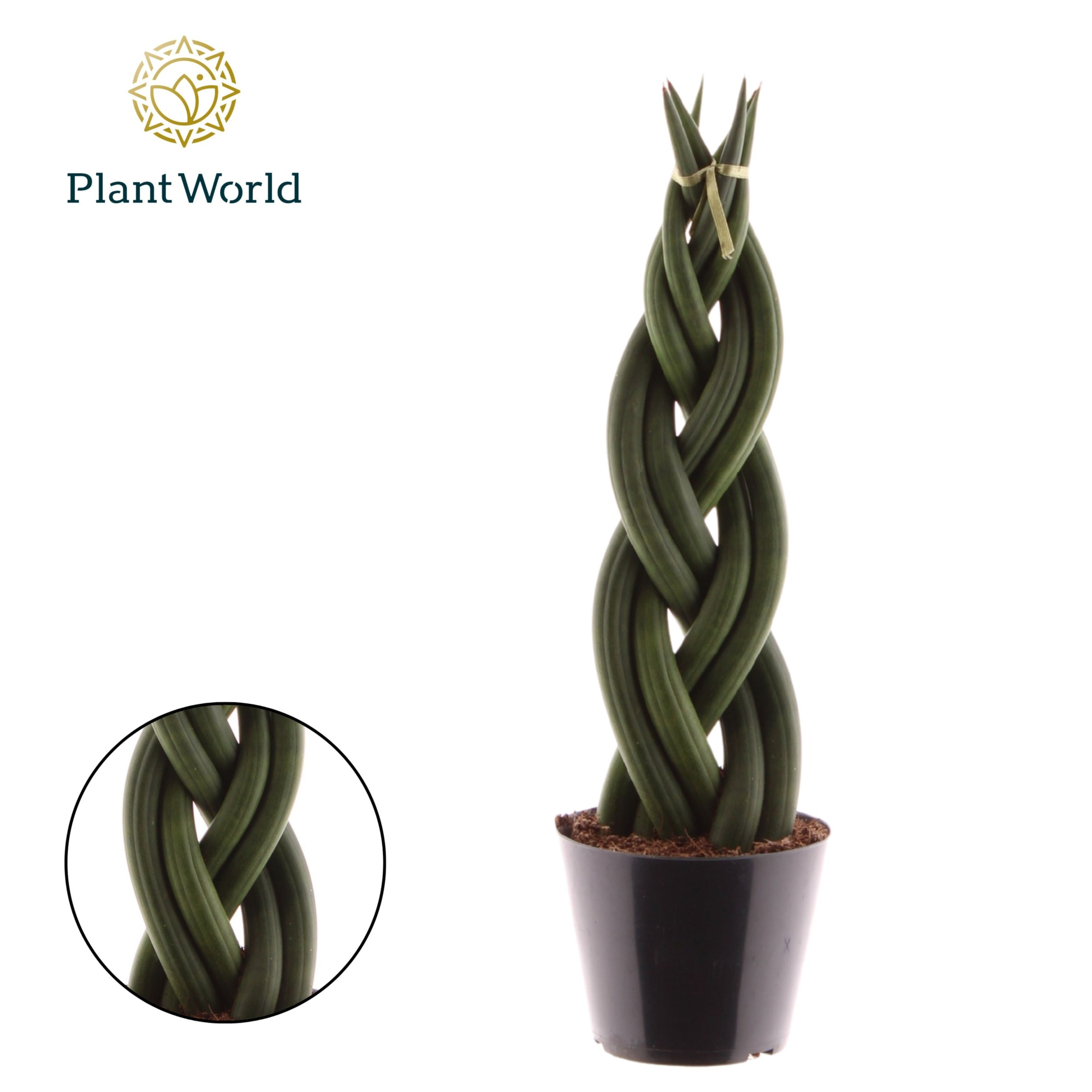 Sansevieria cylindrica 'Twist', D 10,5