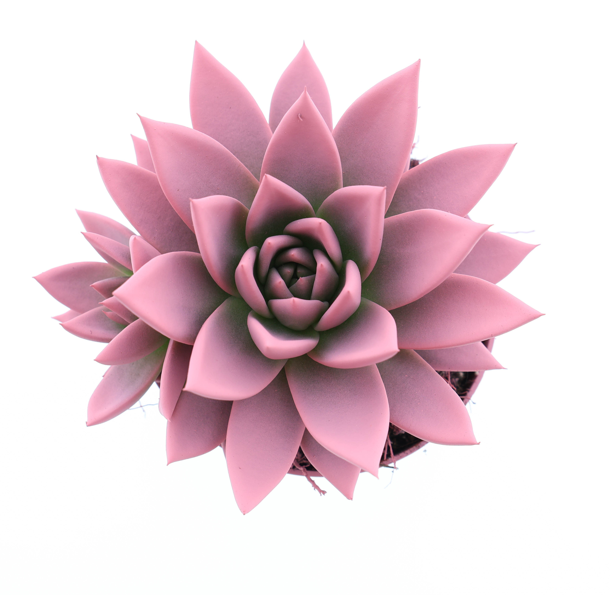 Rainbow rose, D 10,5 cm