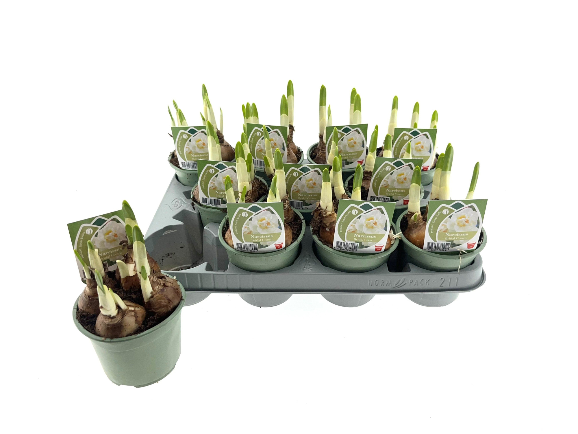Narcis Bridal Crown 10 cm, D 10