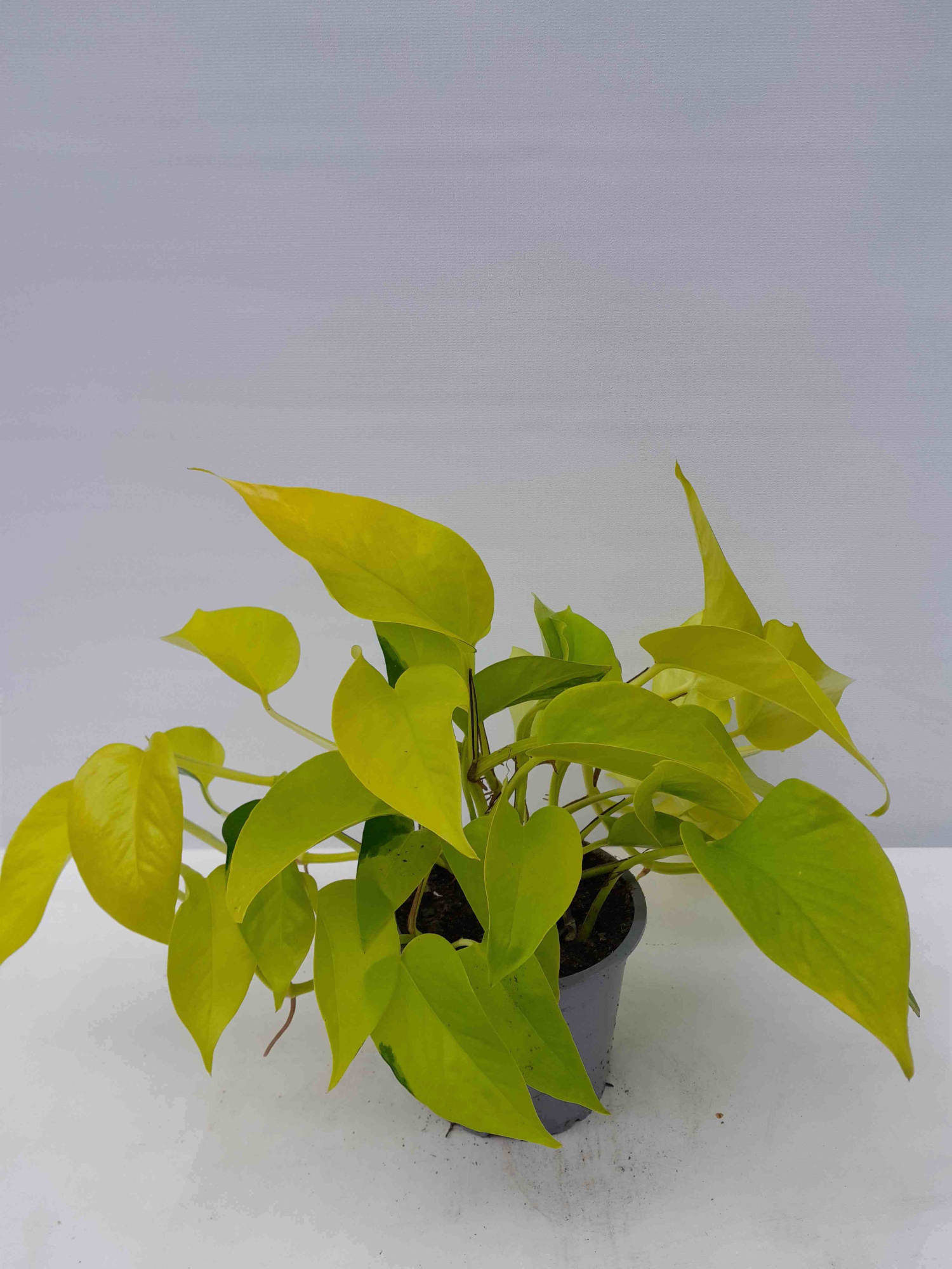 PHILODENDRON SCANDENS 'NEON', D 12