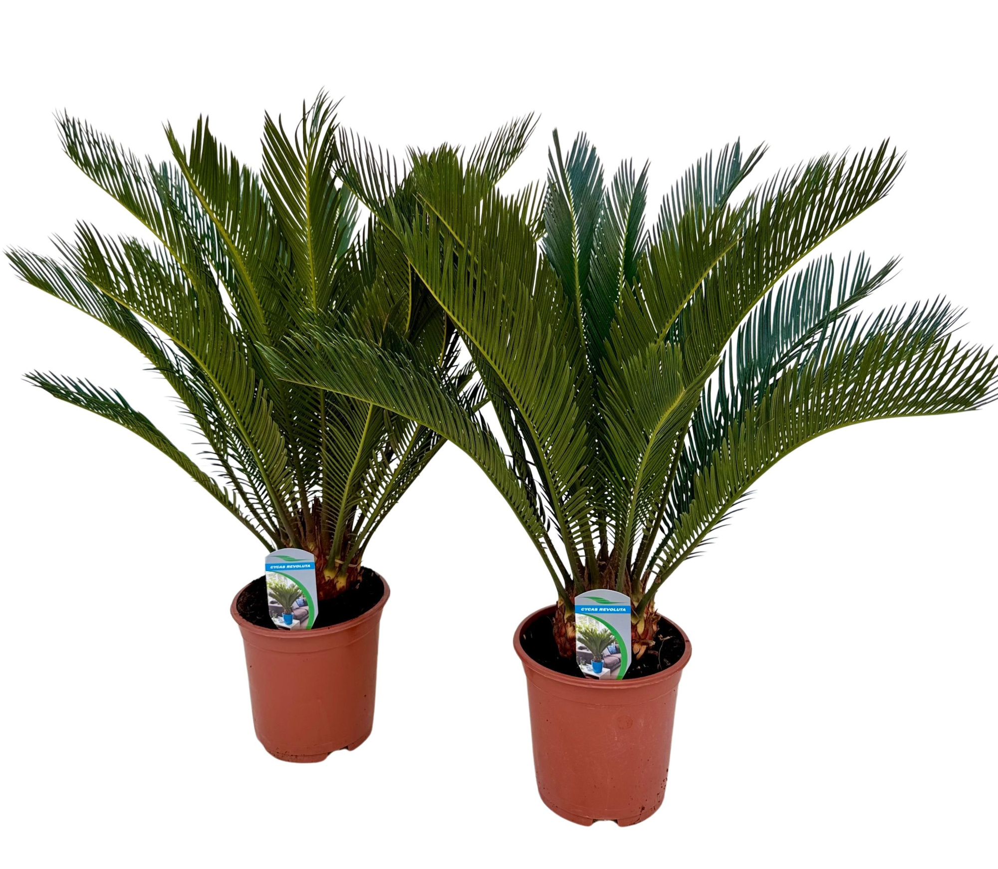 Cycas revoluta P19, D 19 cm