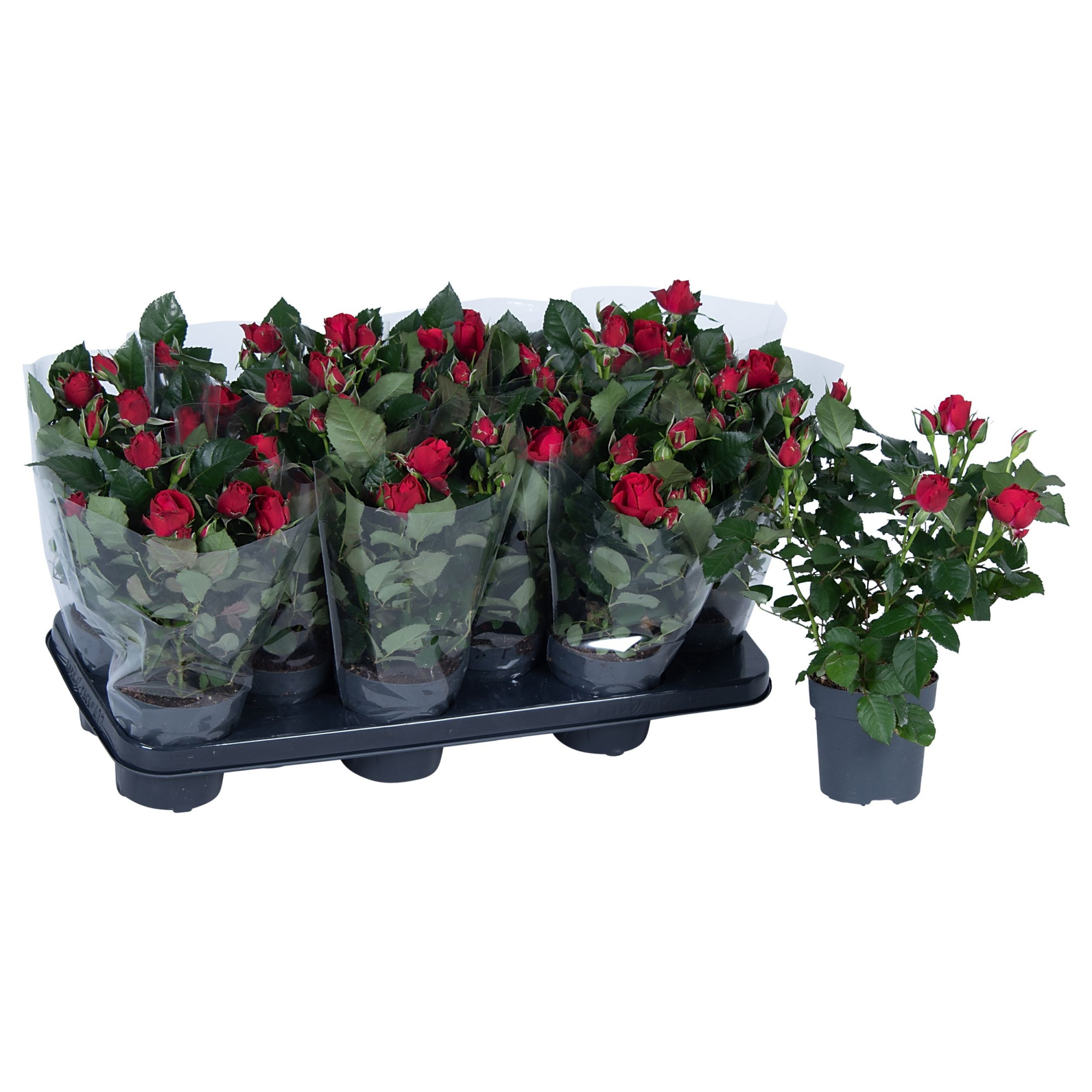 Nolina Roses Ø 10.5 cm Red Blanco sleeve, D 10,5 cm