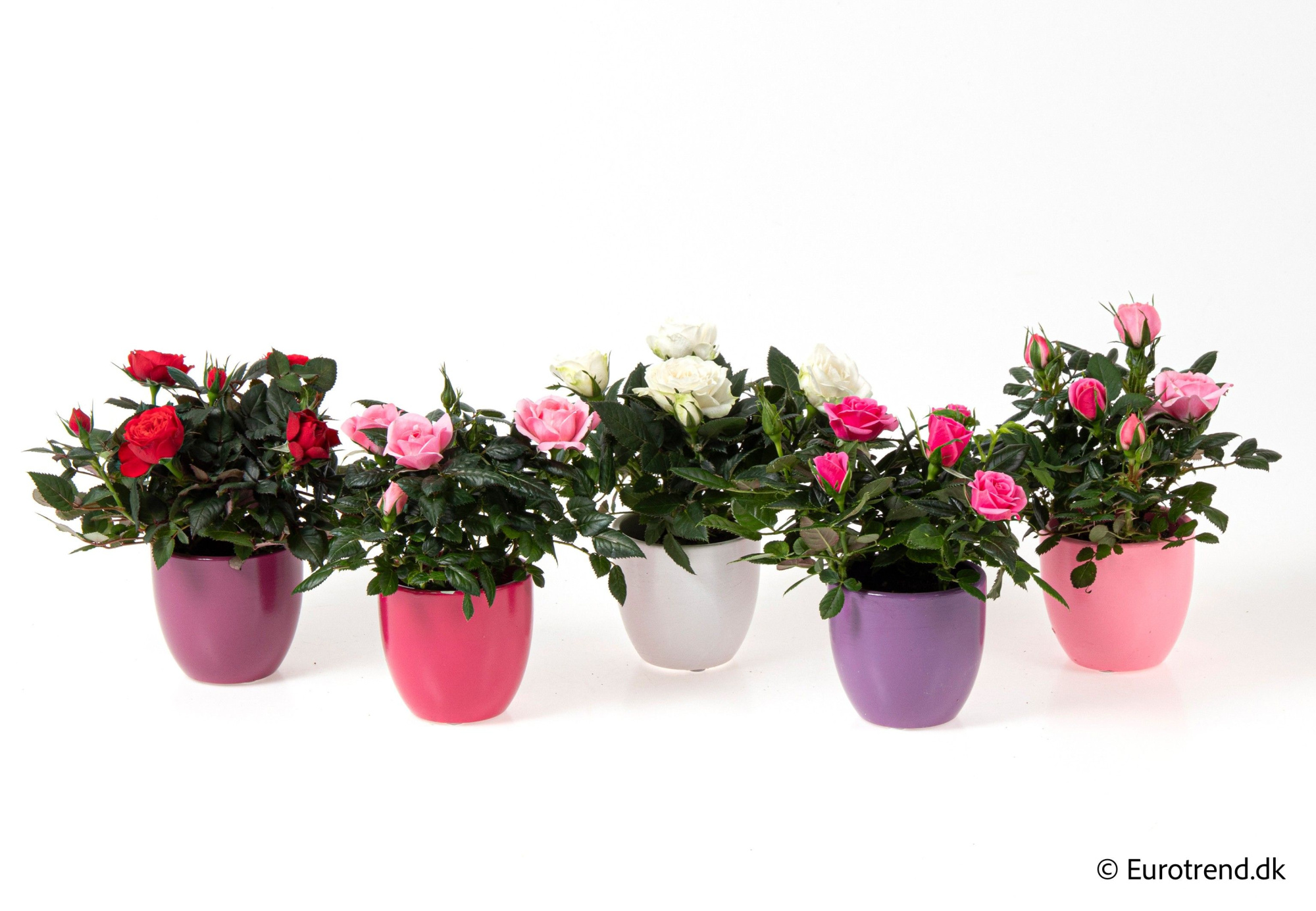 Rosa in autumn ceramic - Spring, Summer & Autumn 2025, D 6 cm