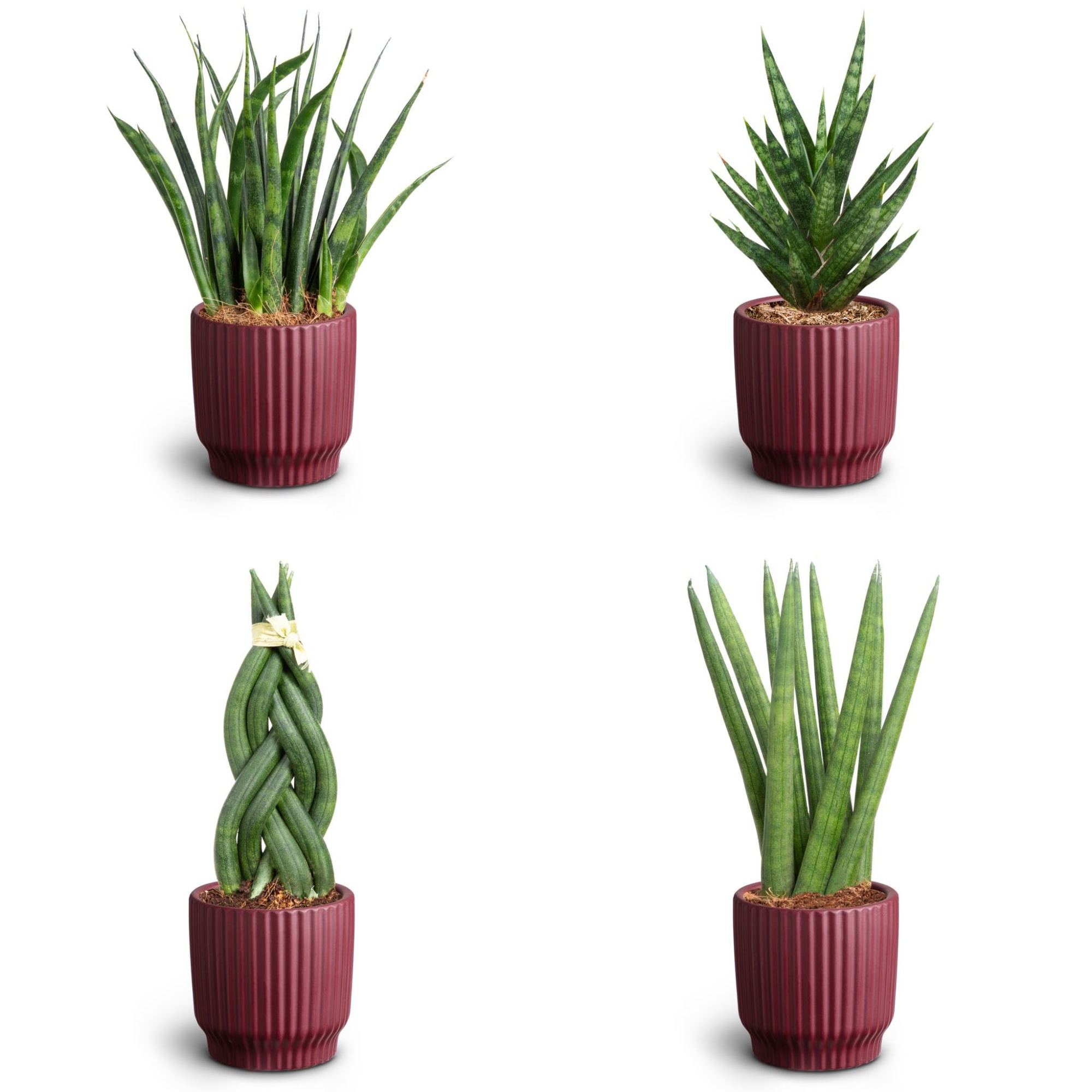 Nordic Aubergine, Sansevieria Collection, D 7 cm