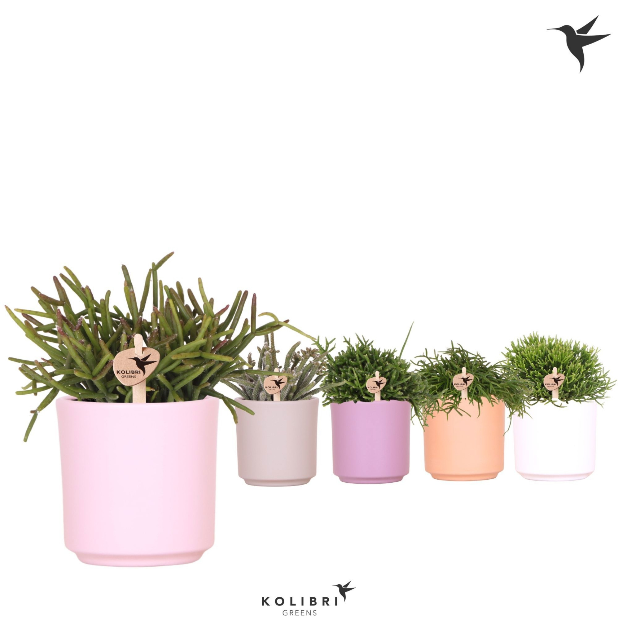 Kolibri Greens Rhipsalis mix in Simplicity pot mix, D 9