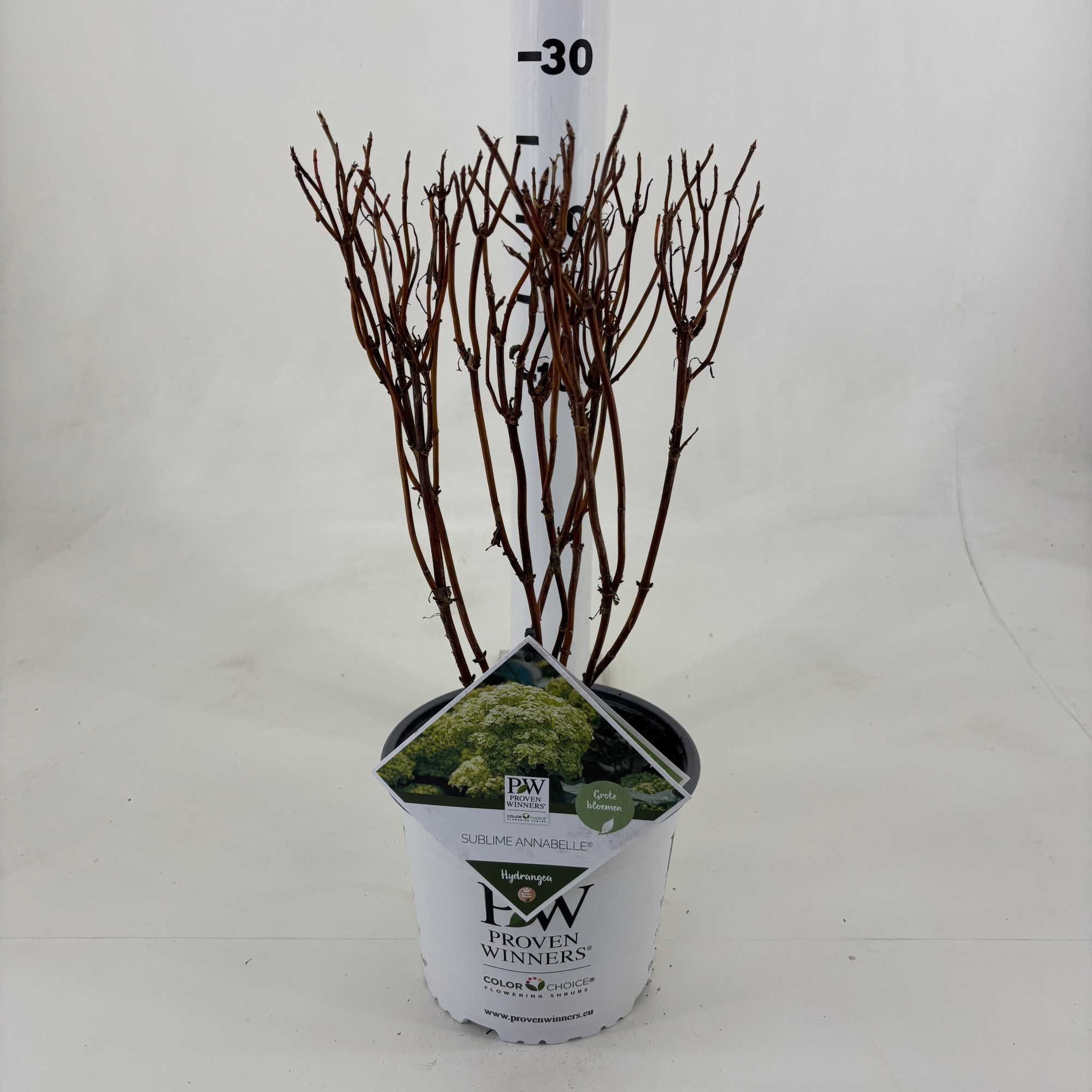 Hydrangea arb. 'Sublime Annabelle' ®, D 19