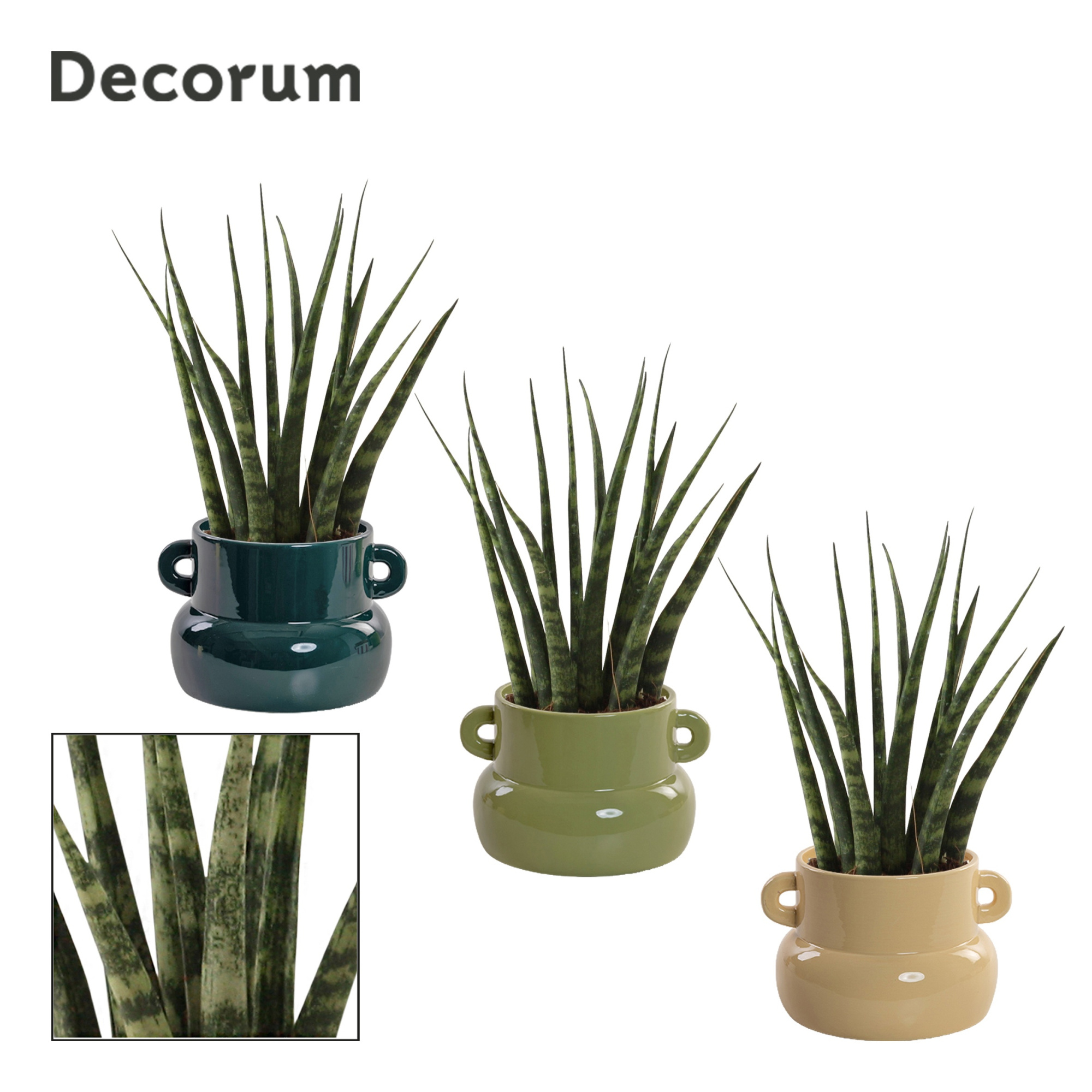 Sansevieria fernwood 9 cm in Lucy (Top blend-collection), D 9 cm
