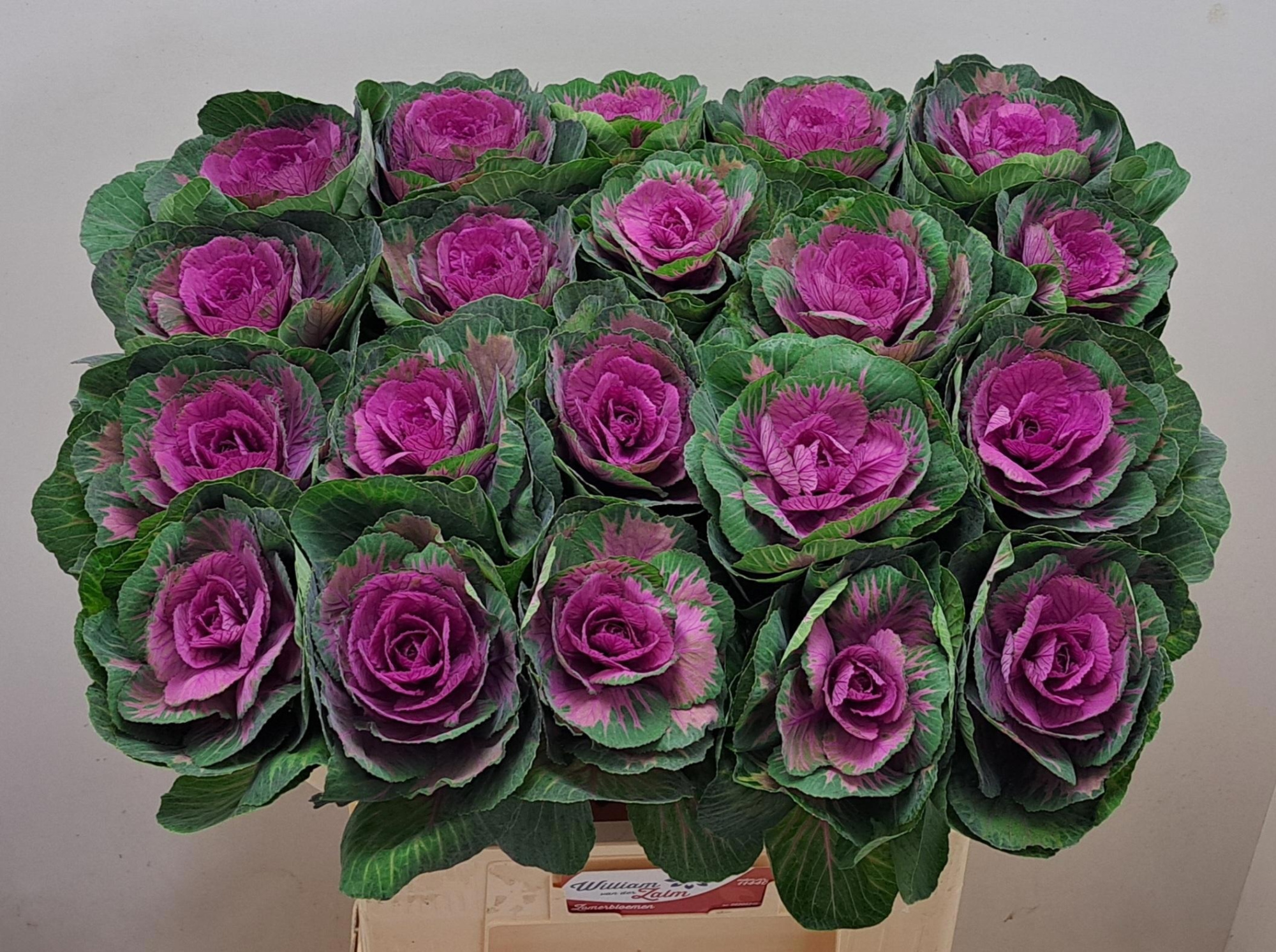 Брассика Рэд Крэйн 70, шт.