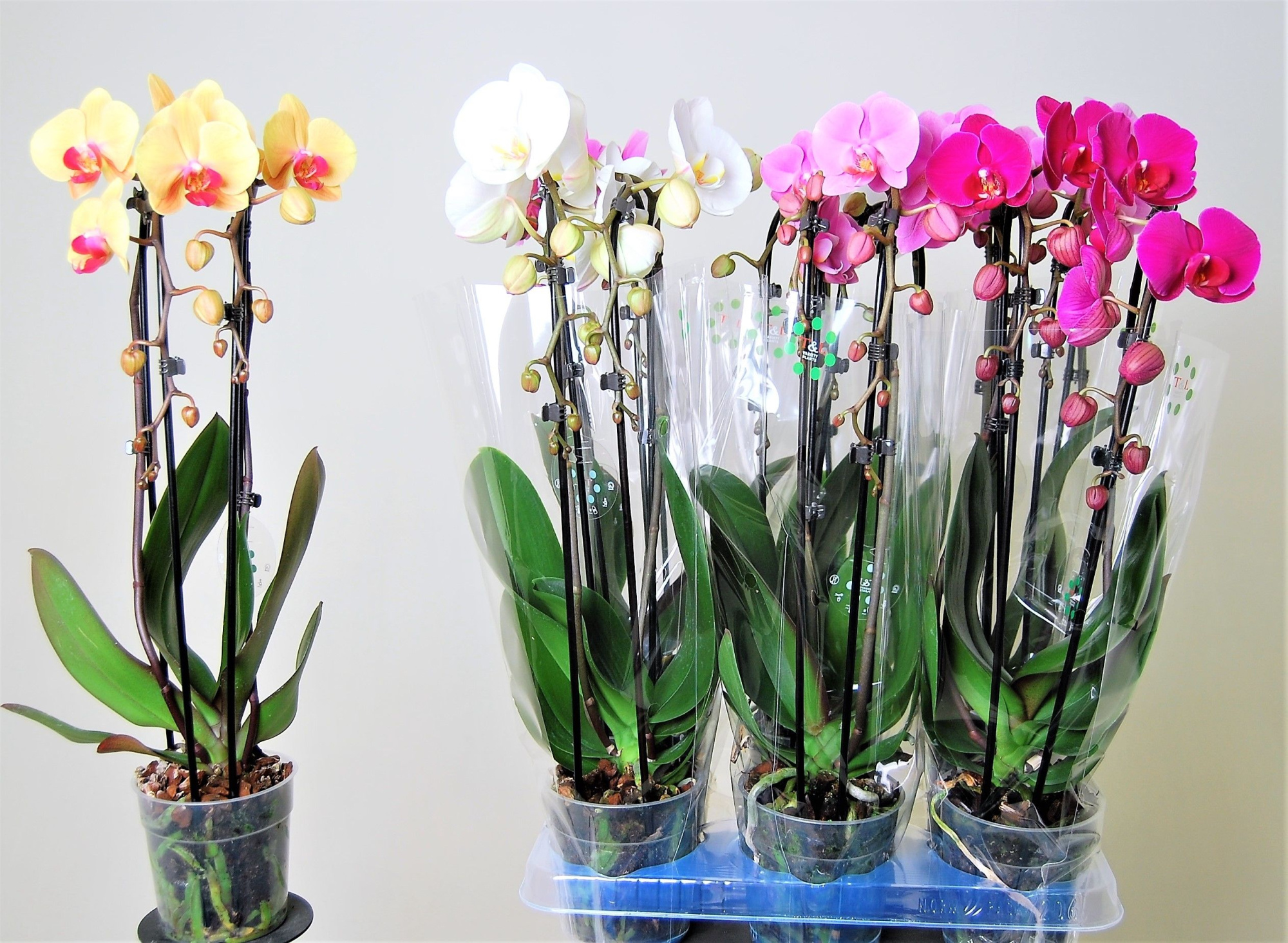 Cascades 2 tak gemengd 16+, D 12 cm