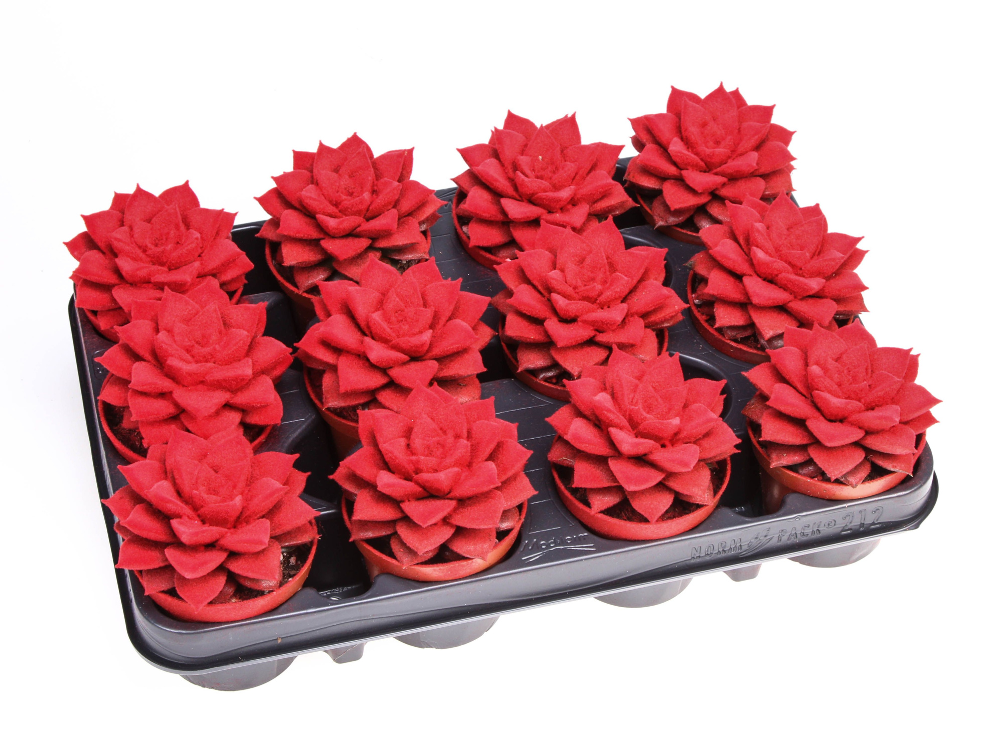 Velvet purper red, D 8,5