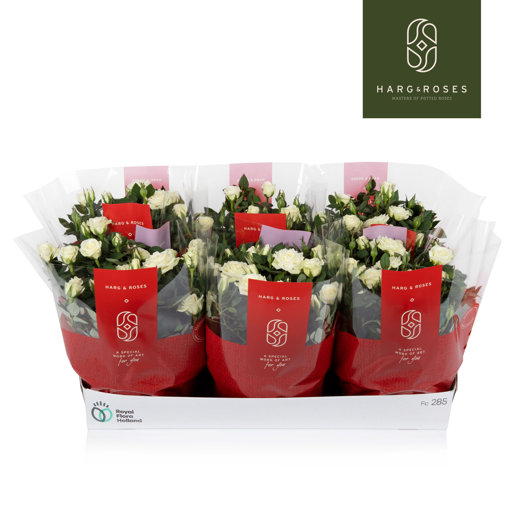 Rosa Kordana Schaal Wit, D 21