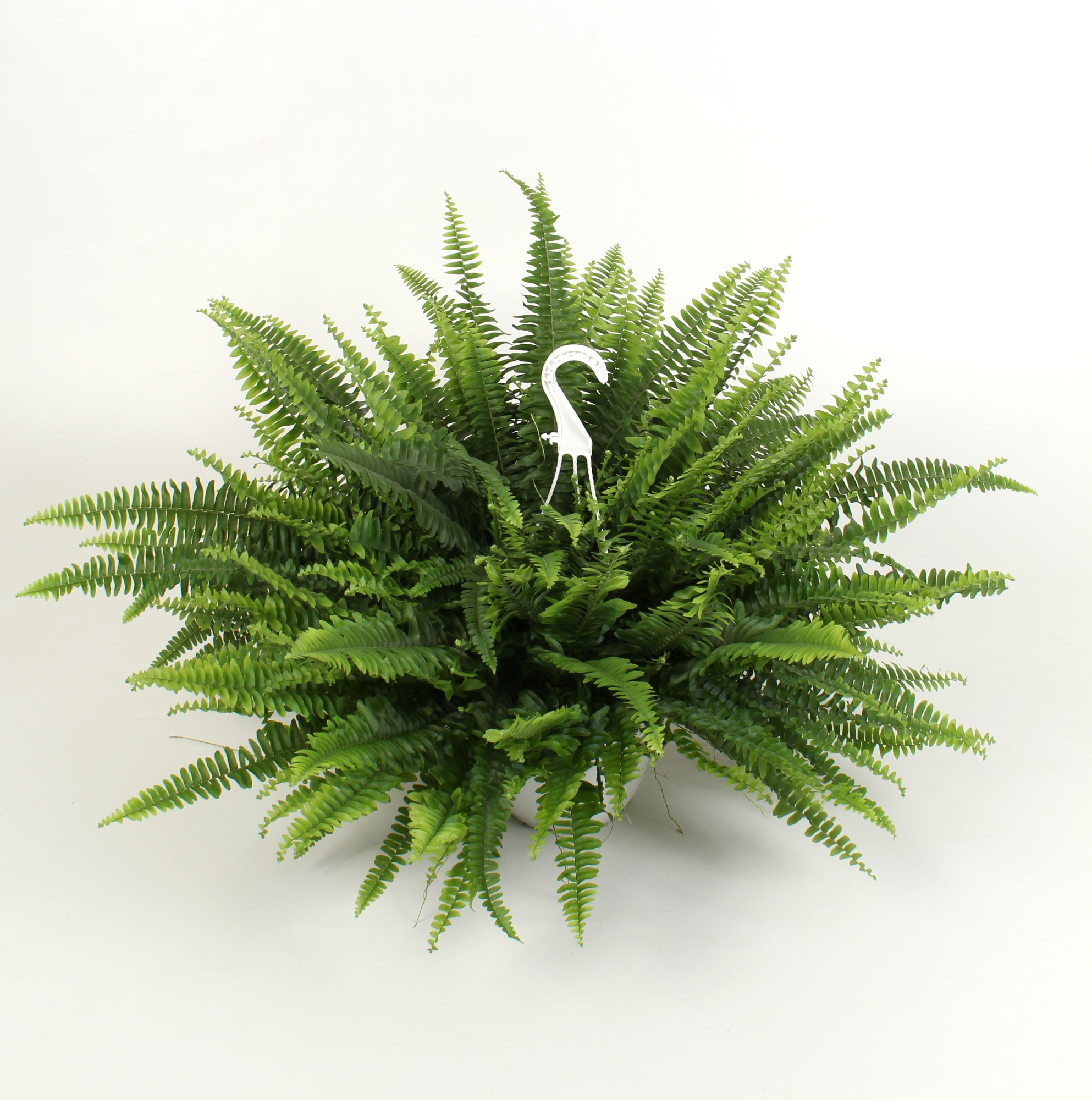 Nephrolepis Sonata Hangpot, D 19 cm