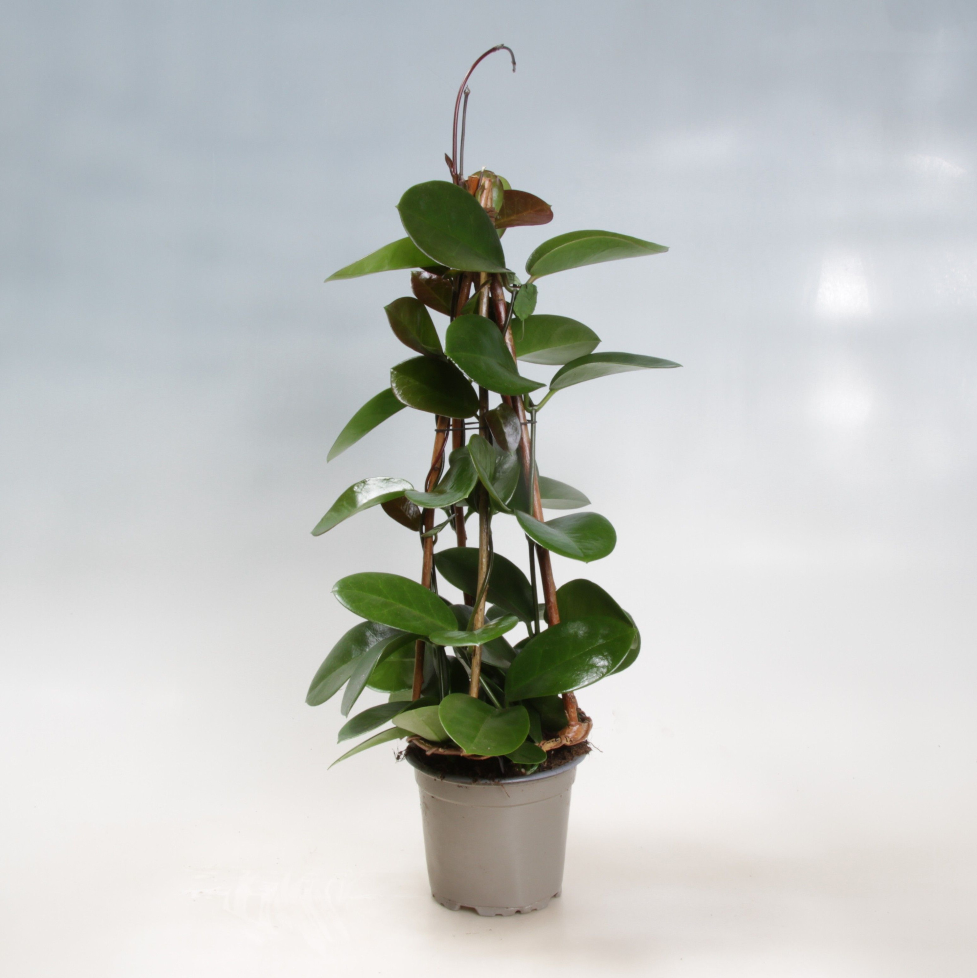 Hoya Australis wood pyramid 12vm, D 12