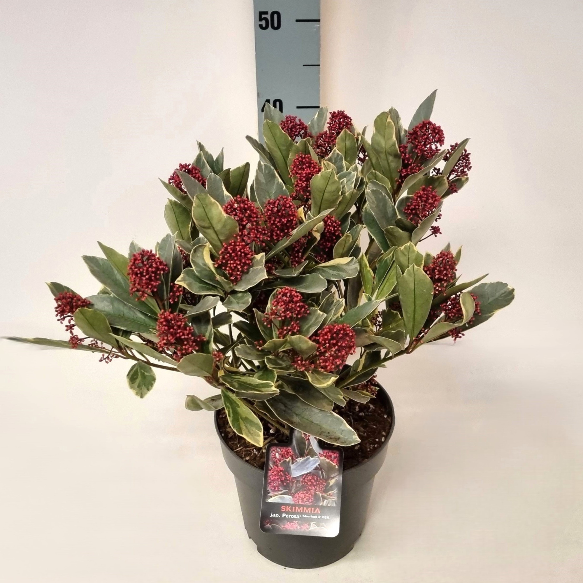Skimmia jap. 'Perosa' P19, D 19 cm
