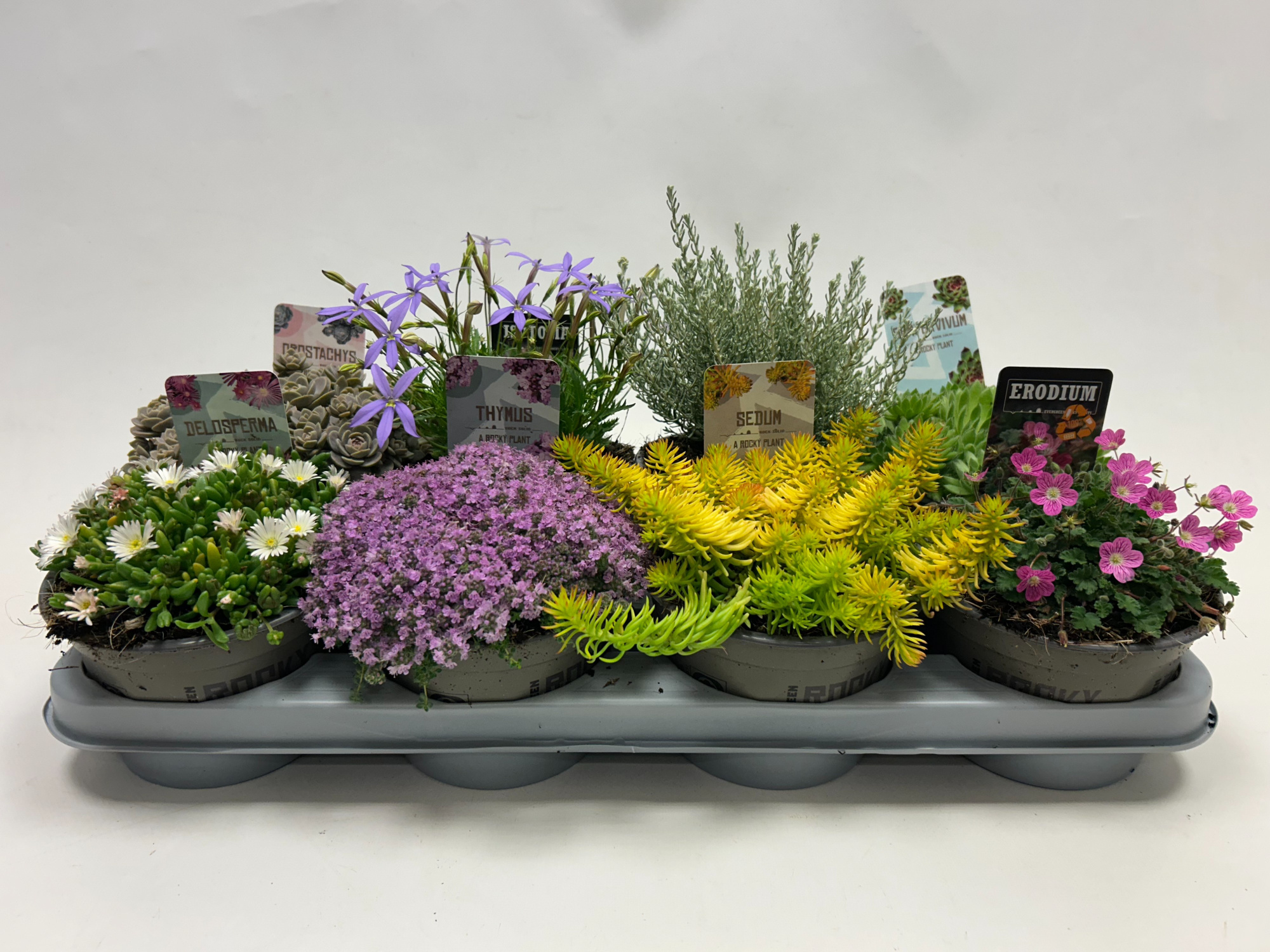 Rotsplanten mix 14cm, D 14 cm