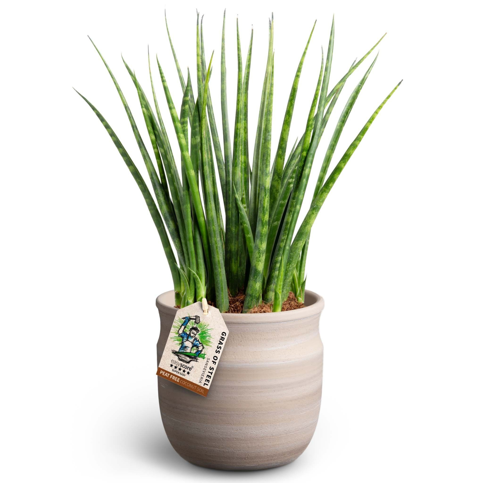 Maceta Sand, Sansevieria ´Fernwood´, D 12 cm
