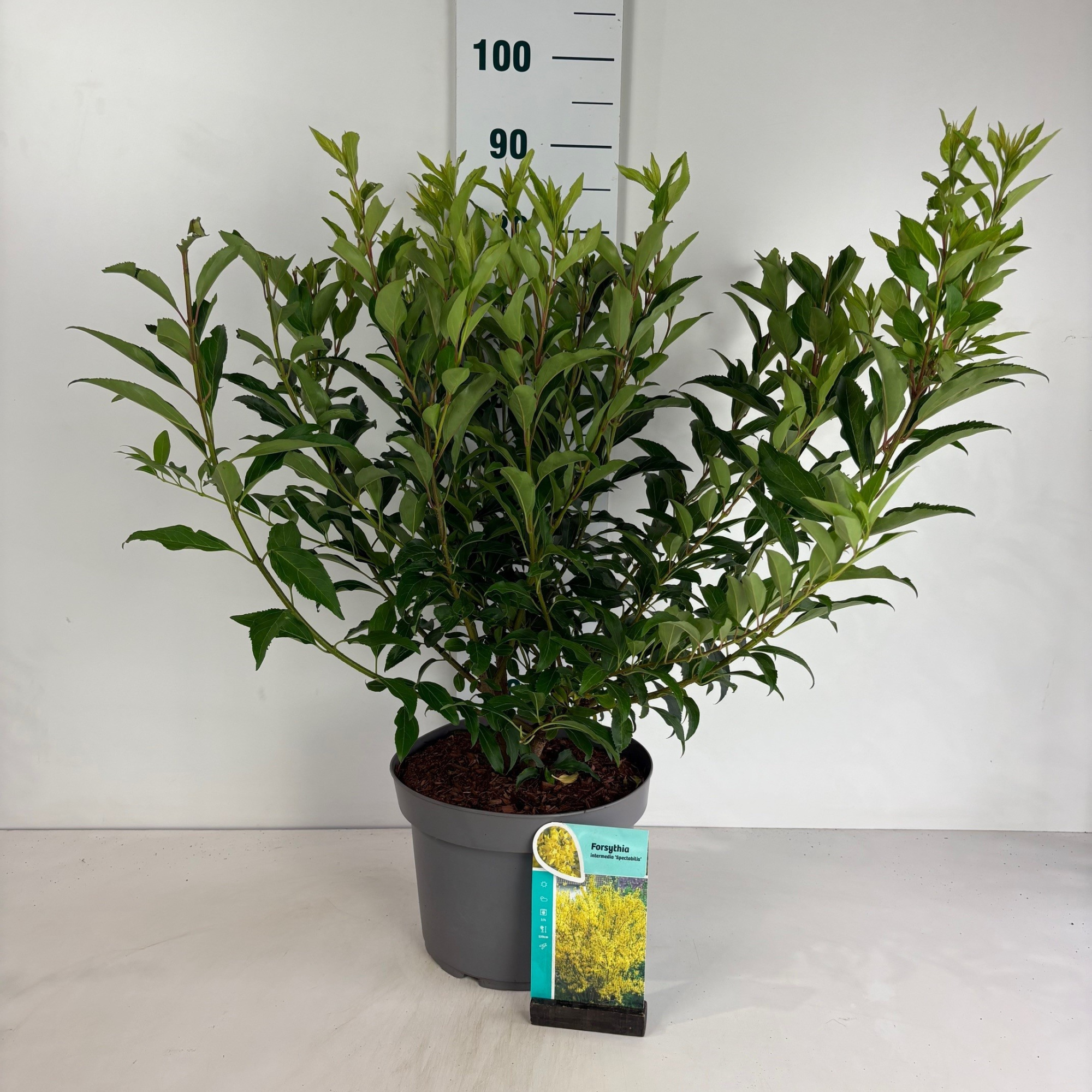 Forsythia intermedia Spectabilis, D 29 cm