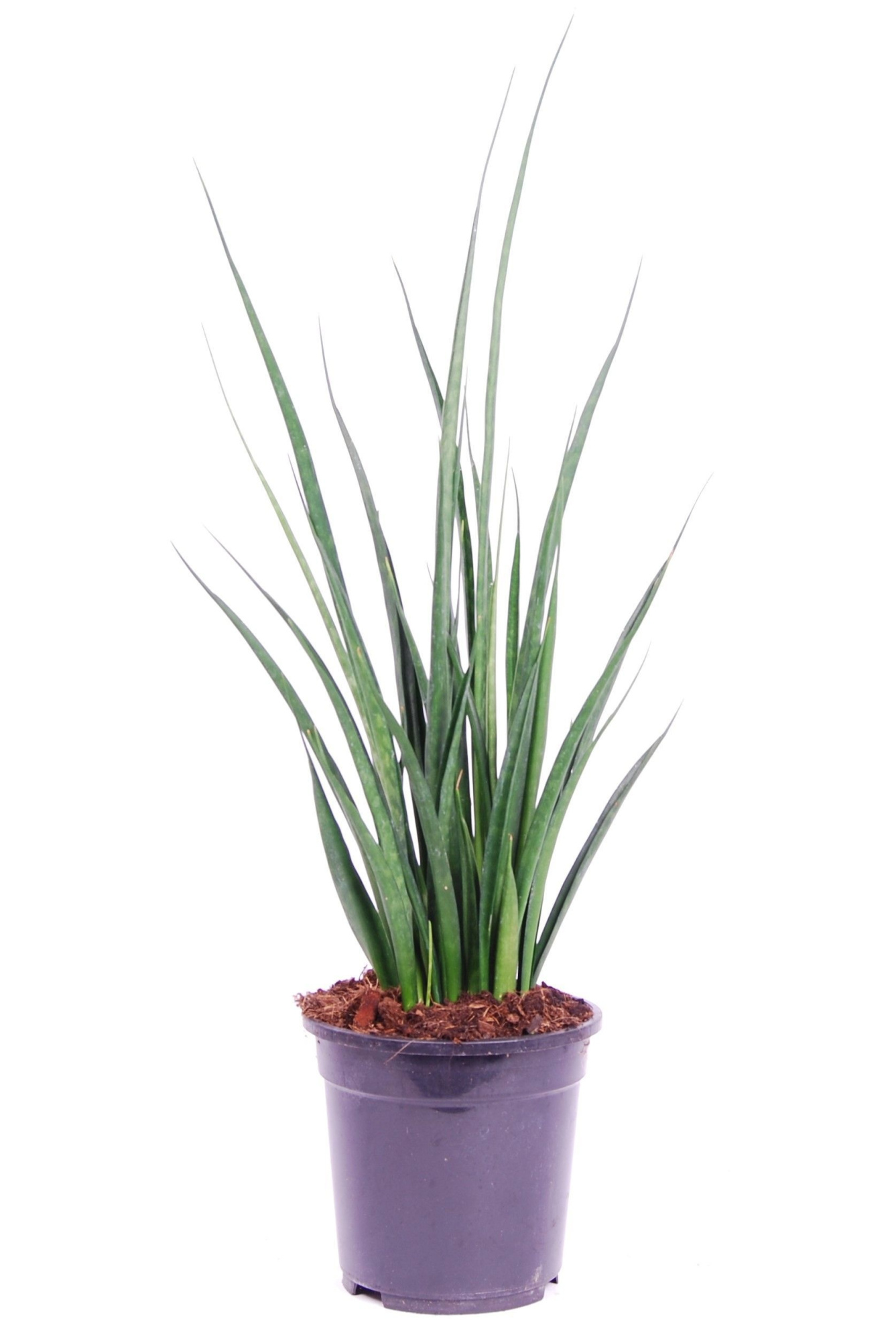 Sansevieria kirkii 'Friends', D 19