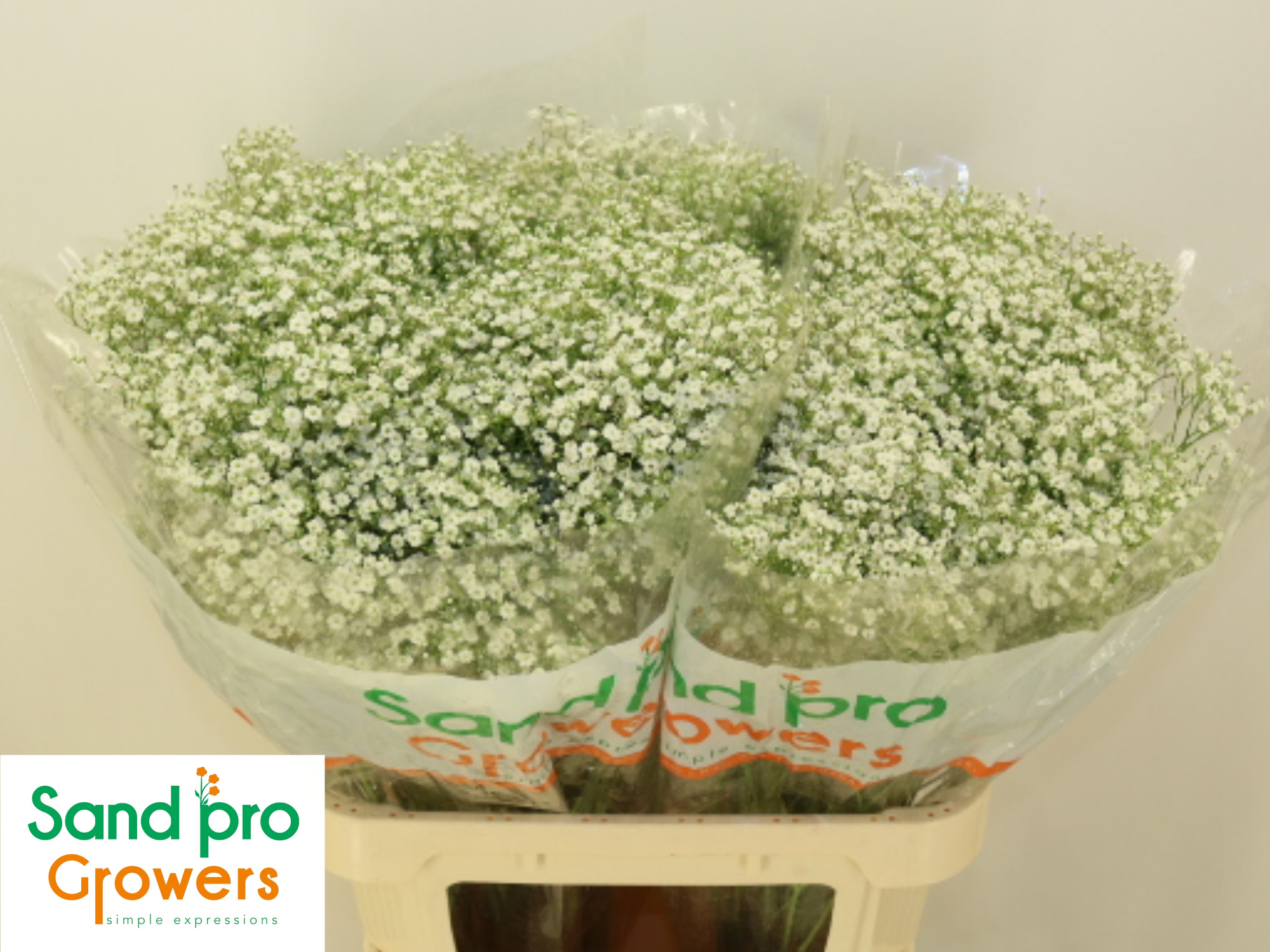 Гипсофила Дискавери 80 (бел.), шт.